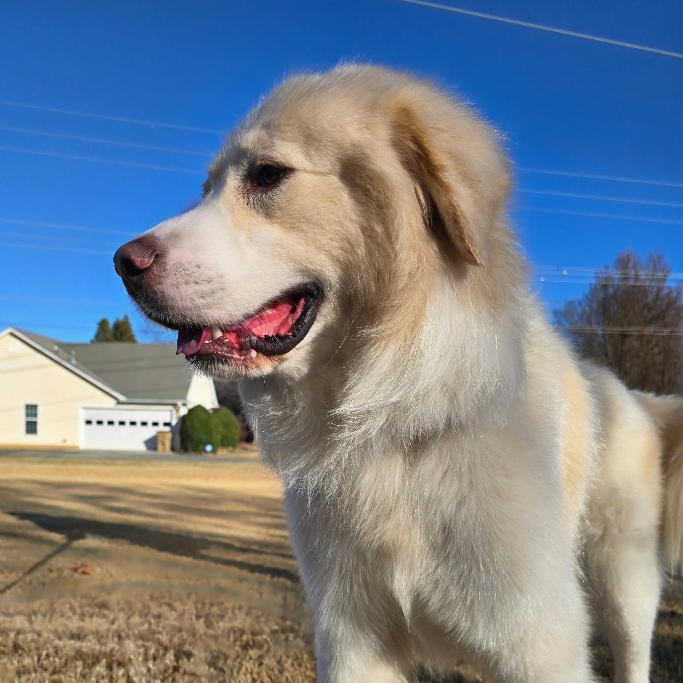 Jesse James, ADOPTABLE, Adult Male Great Pyrenees.