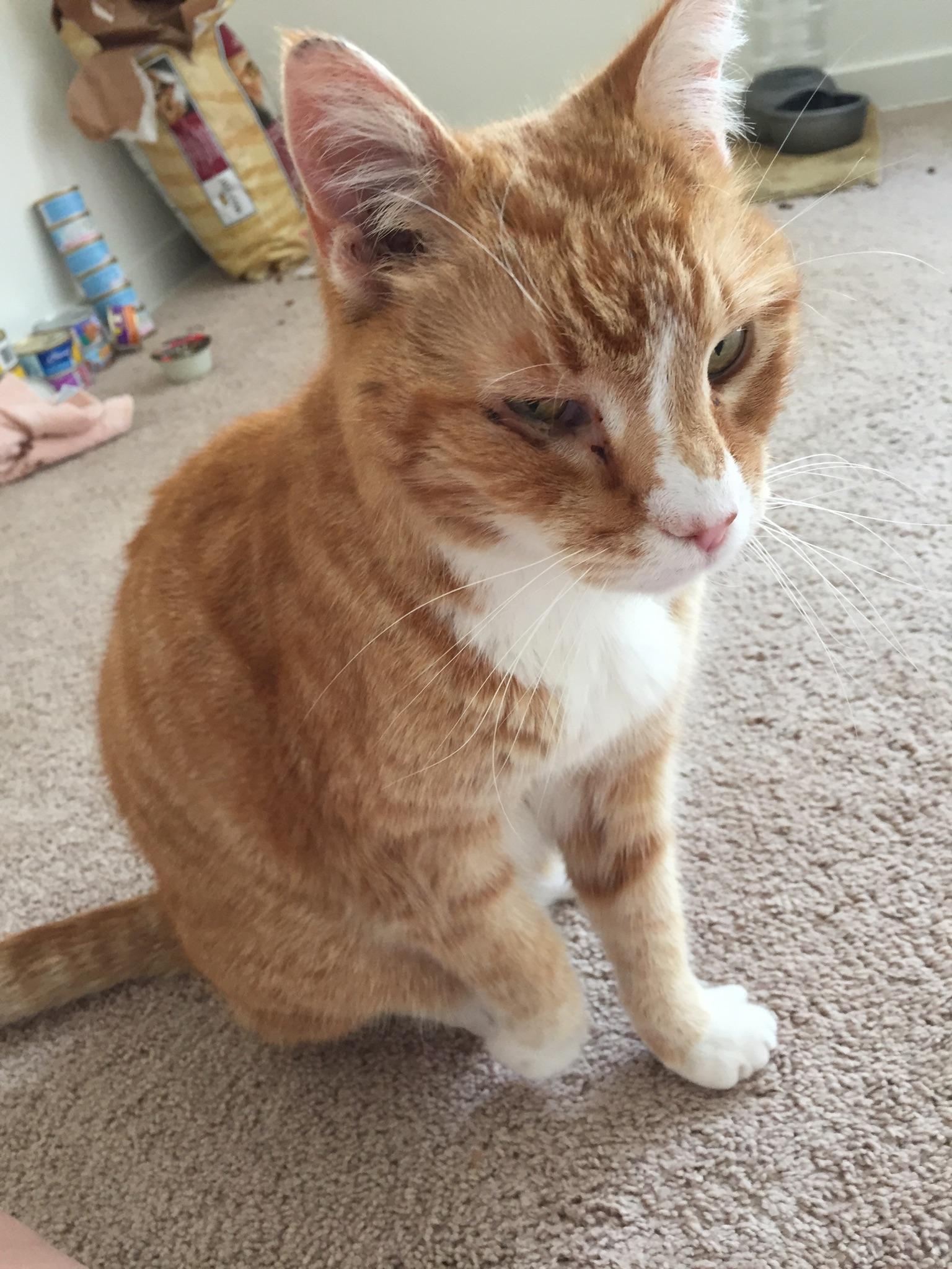 Enlarge Benson, a Adopted mixed breed in Trenton, NJ image 1/2