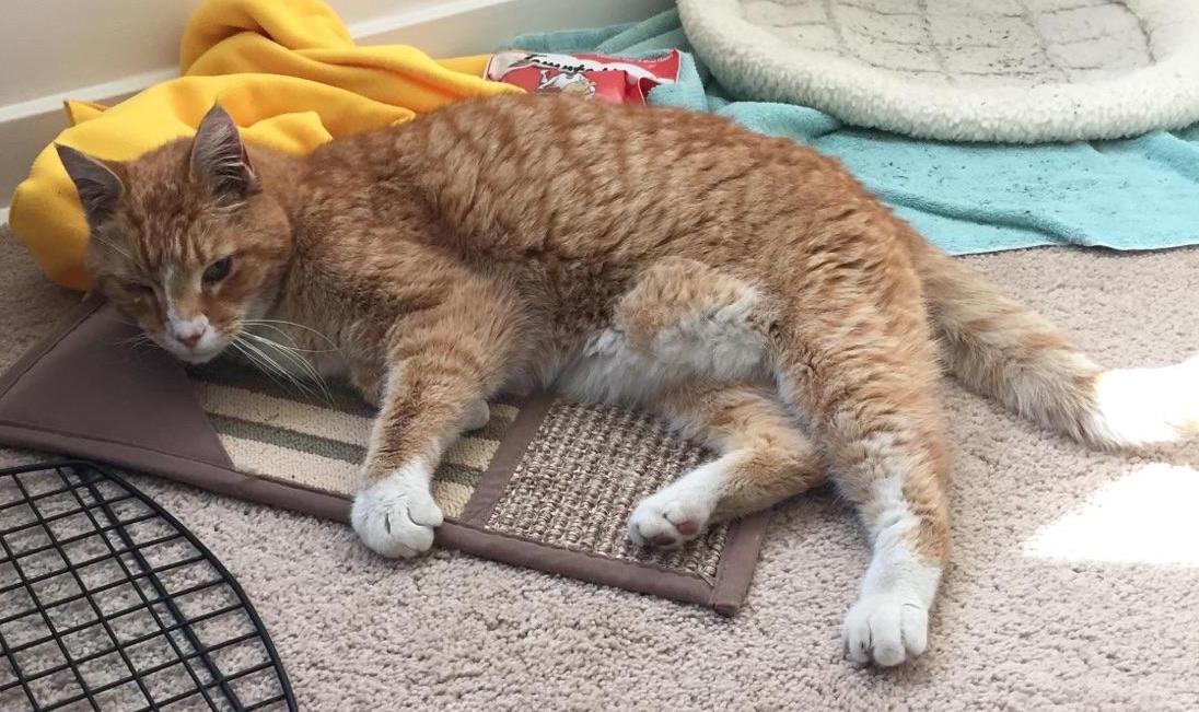 Enlarge Benson, a Adopted mixed breed in Trenton, NJ image 2/2