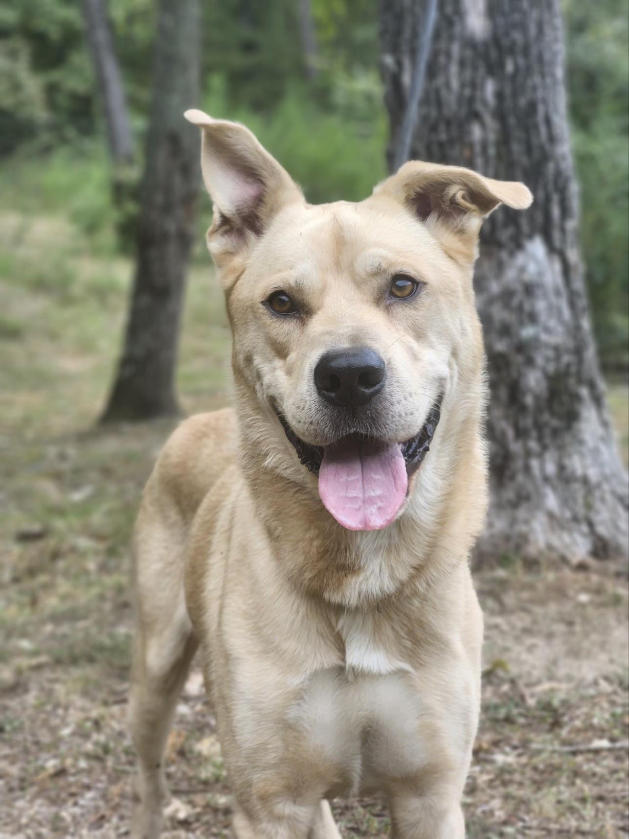 Enlarge Danny, a Adoptable mixed breed in CUMMING, GA image 3/4