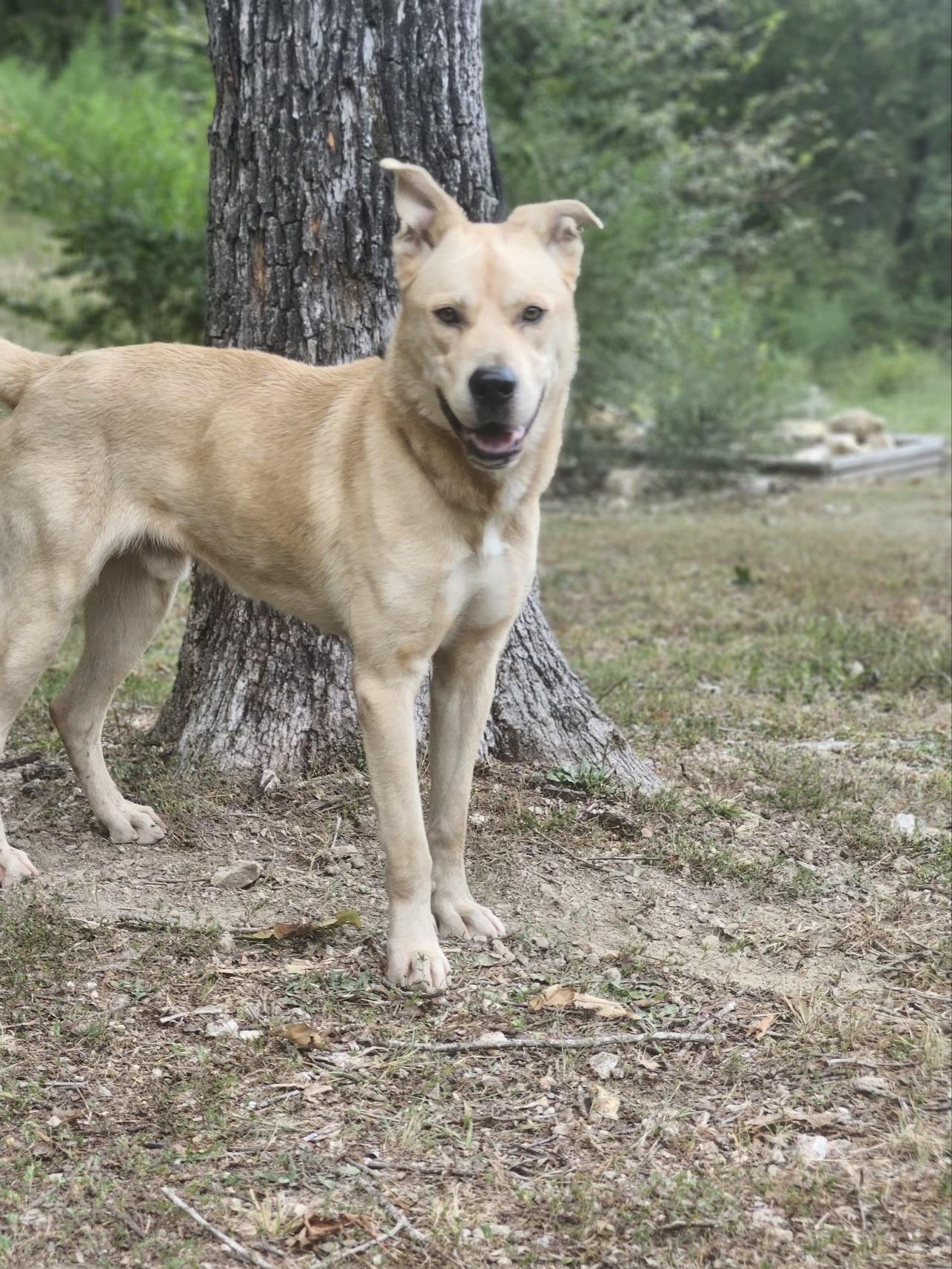 Enlarge Danny, a Adoptable mixed breed in CUMMING, GA image 4/4