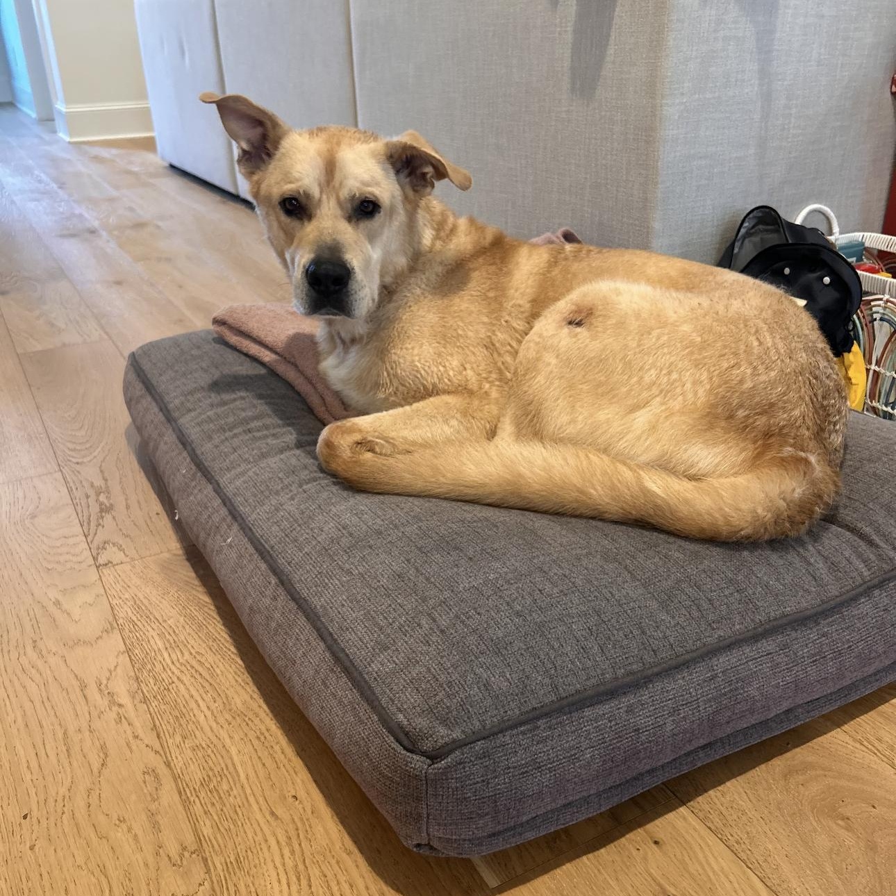 Danny, Adoptable, Adult Male German Shepherd Dog & Siberian Husky.