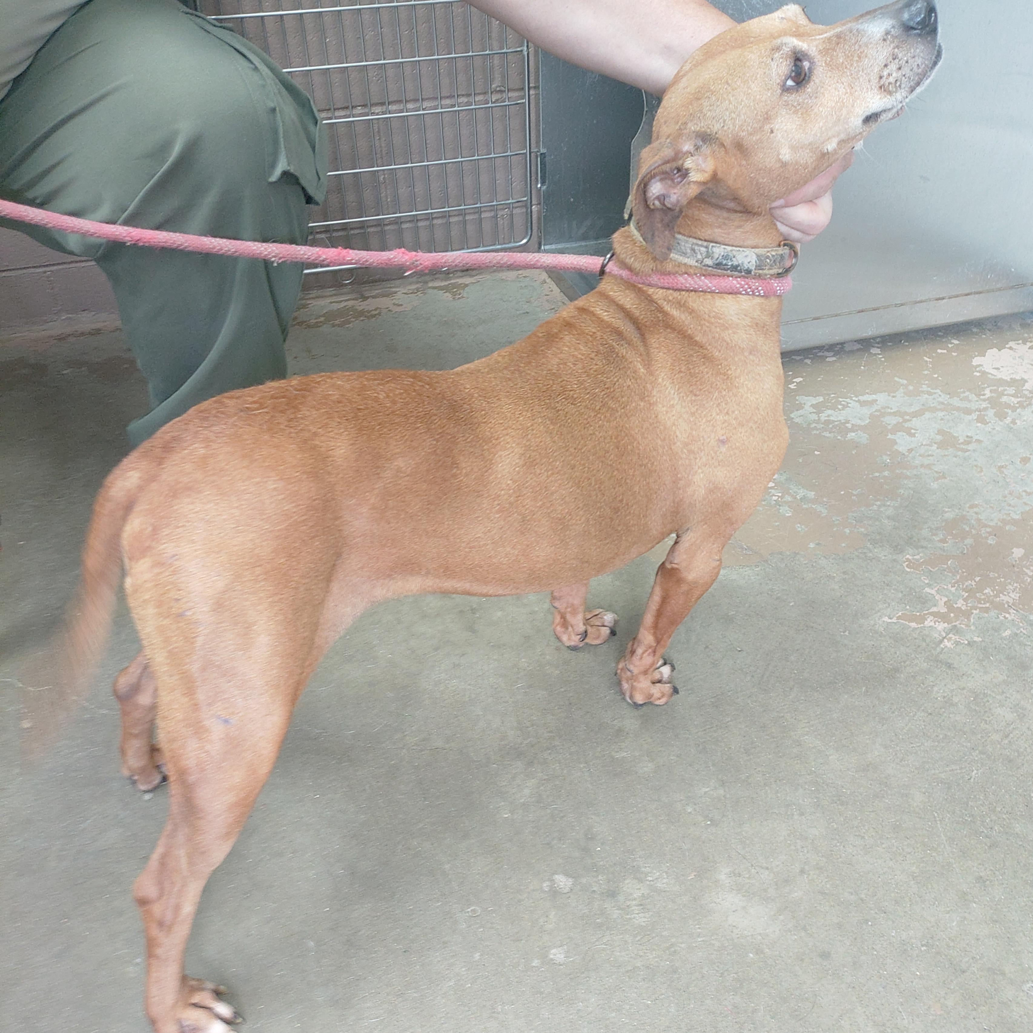 26-073, a ADOPTABLE mixed breed in Carrollton, OH image 2/3