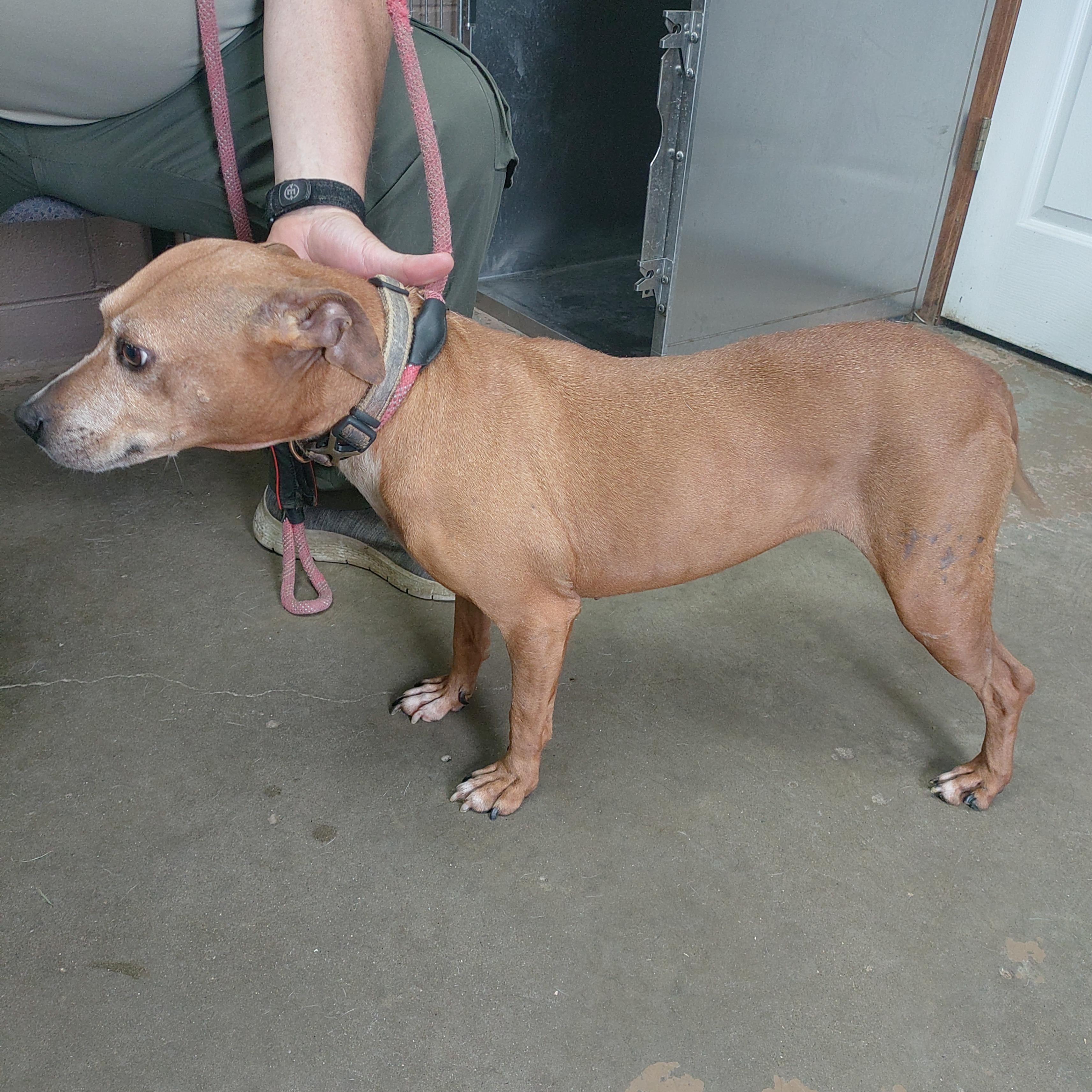 26-073, a ADOPTABLE mixed breed in Carrollton, OH image 3/3