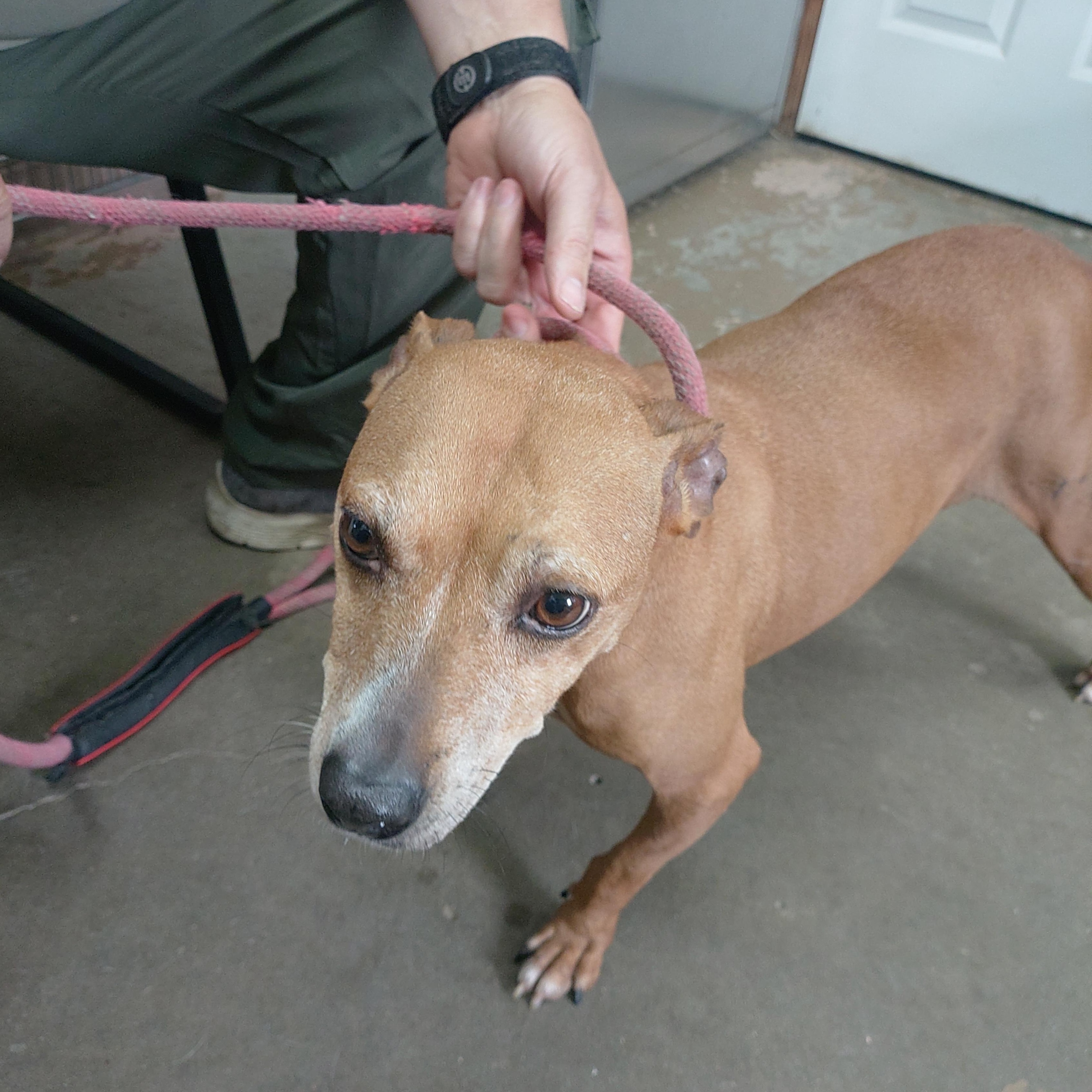 26-073, ADOPTABLE, Adult Female Shepherd.