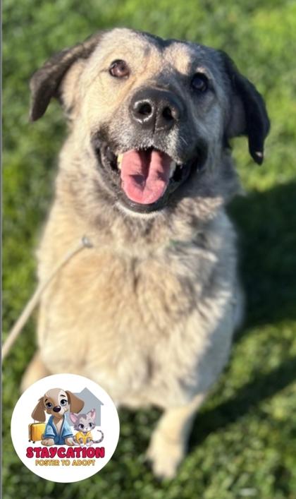 Nanie, Adoptable, Adult Female Shepherd & Mixed Breed.