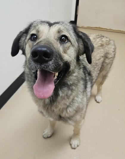 Enlarge Nanie, a Adoptable mixed breed in Phoenix, AZ image 2/2