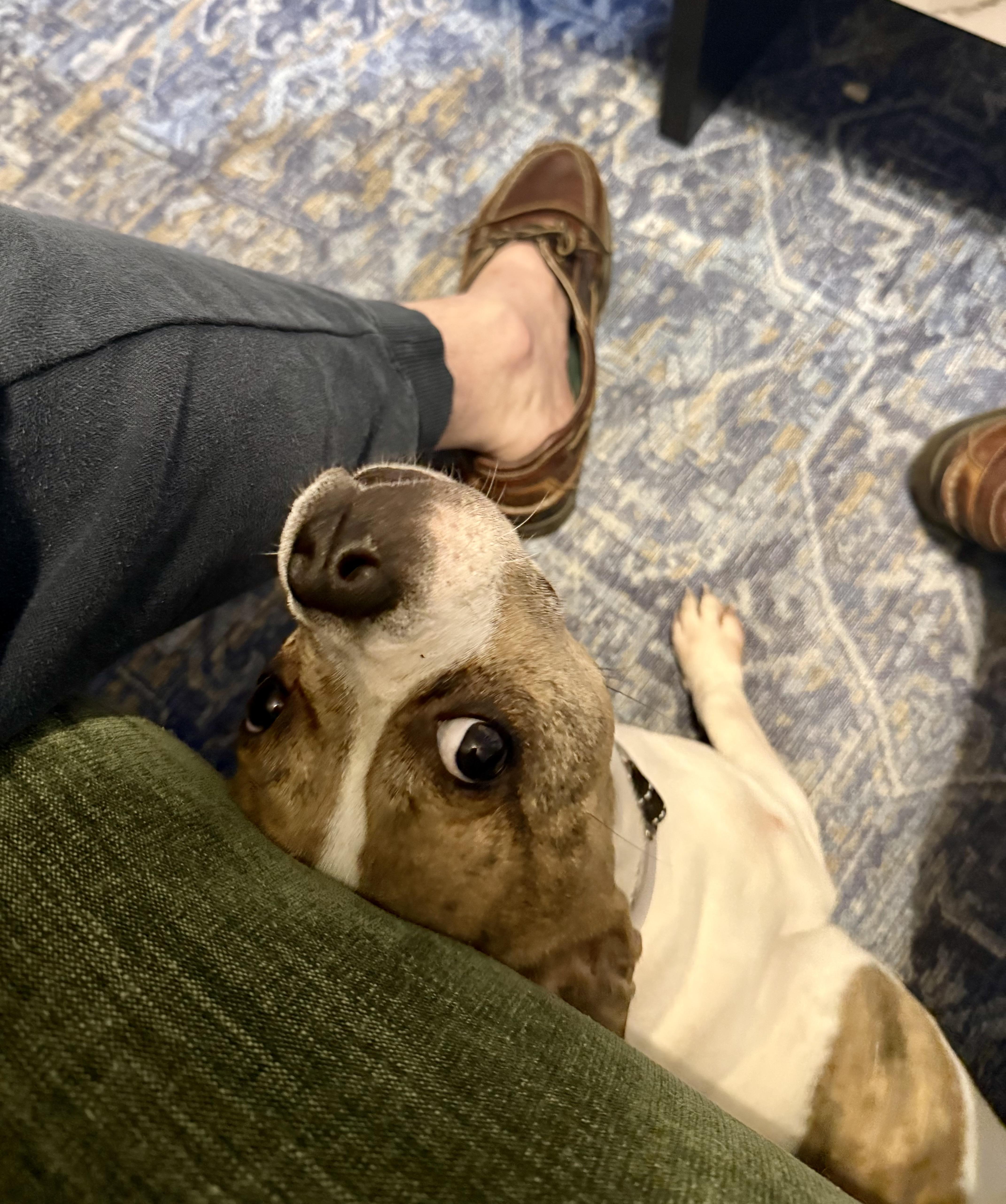 Holly, Adoptable, Adult Female Boston Terrier.