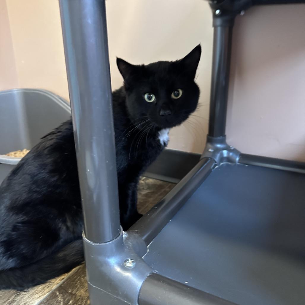 Enlarge Mouse, a Adoptable Domestic Short Hair in Priest River, ID image 1/2