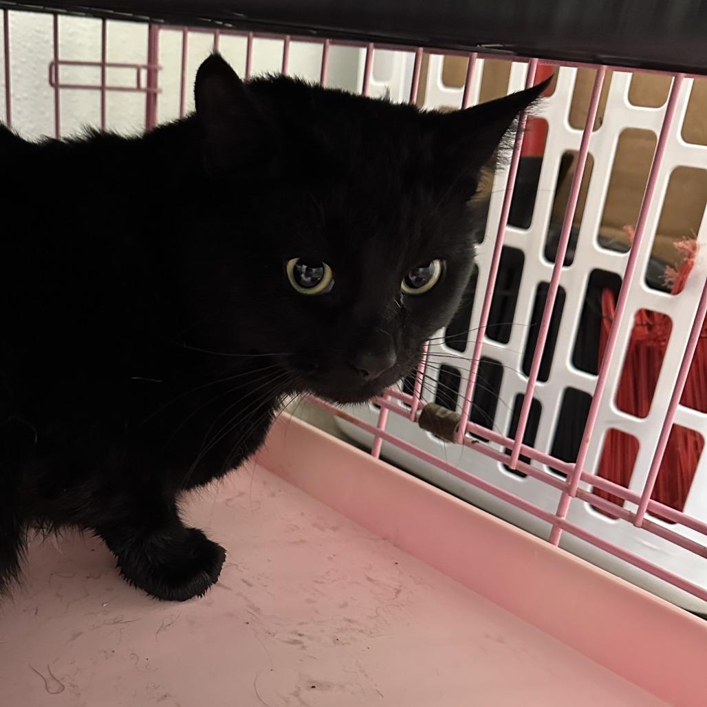 Enlarge Mouse, a Adoptable Domestic Short Hair in Priest River, ID image 2/2