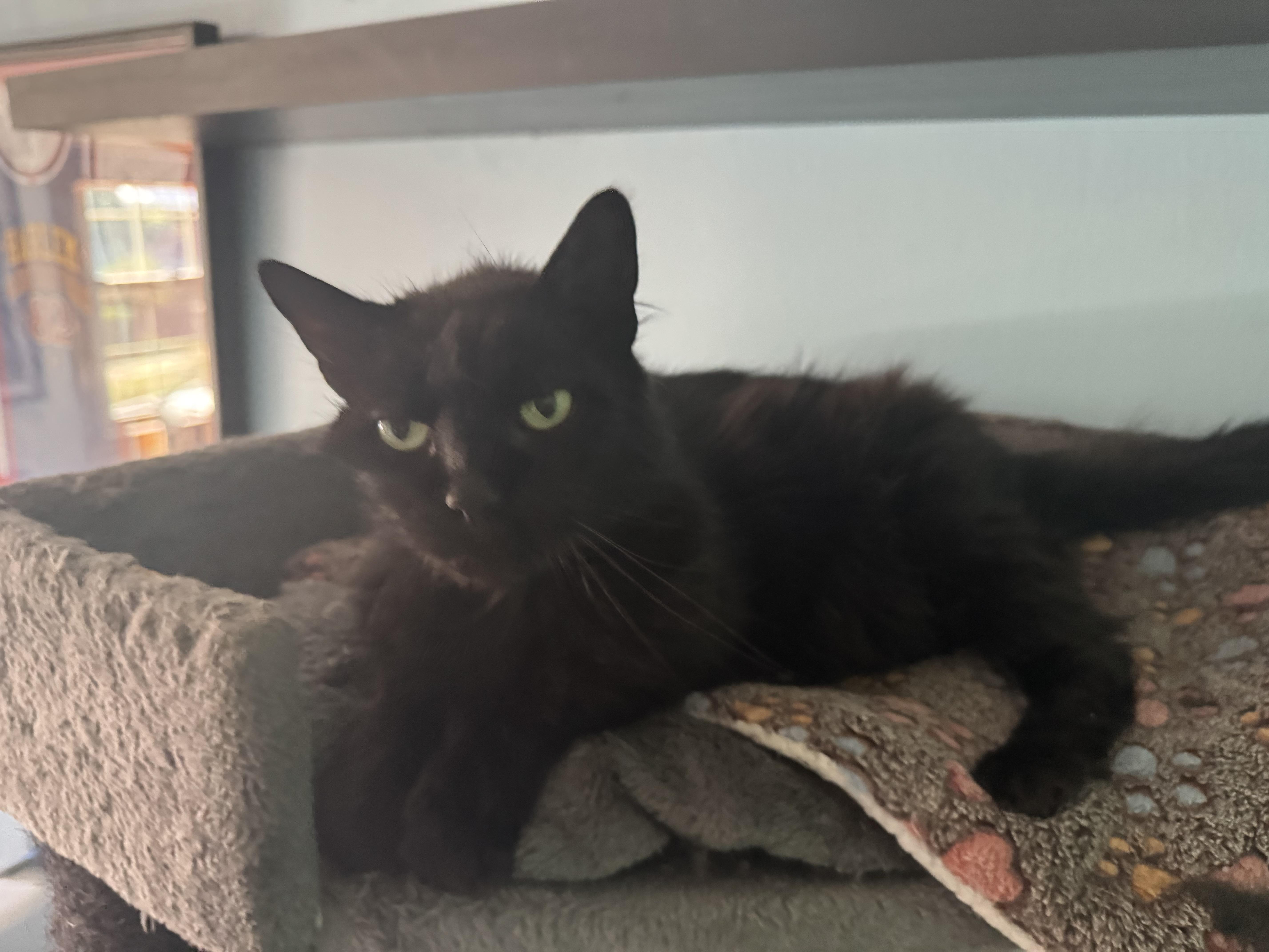 Fluffy, Adoptable, Adult Male Domestic Medium Hair.