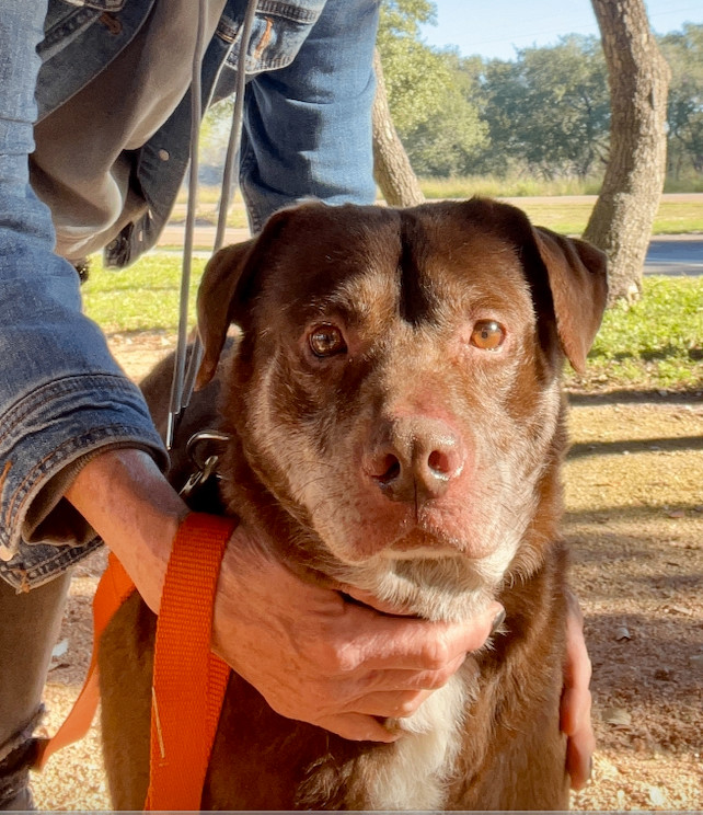 Floyd, a Adoptable mixed breed in Austin, TX image 1/5