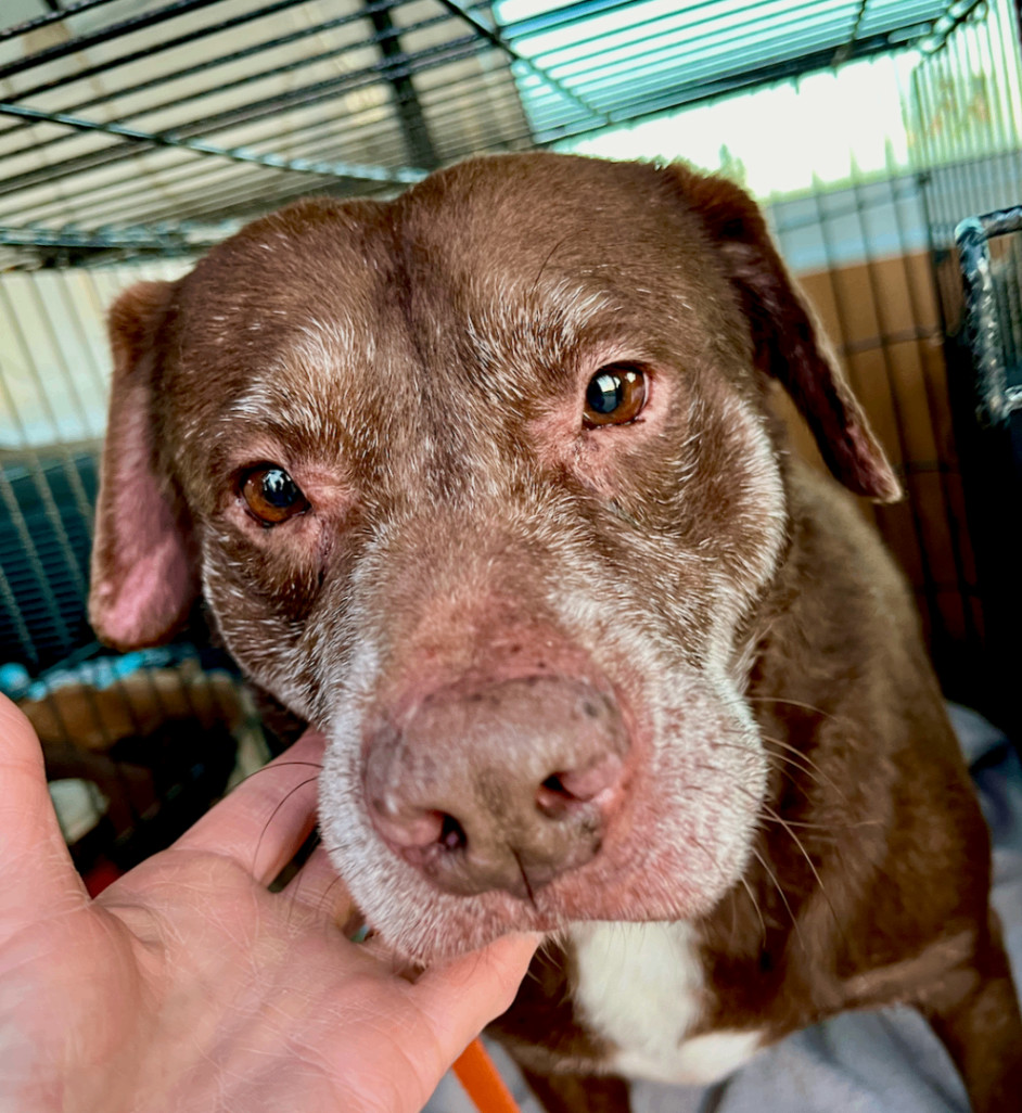 Floyd, a Adoptable mixed breed in Austin, TX image 2/5