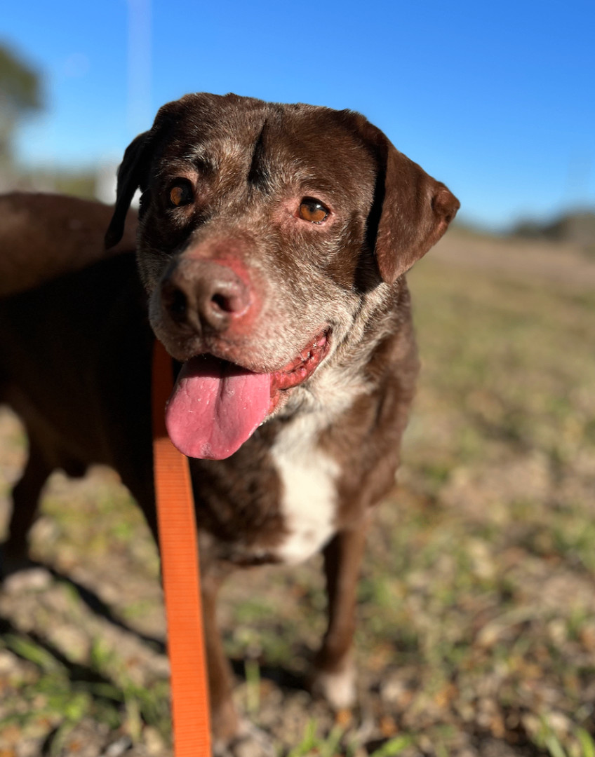 Floyd, a Adoptable mixed breed in Austin, TX image 3/5