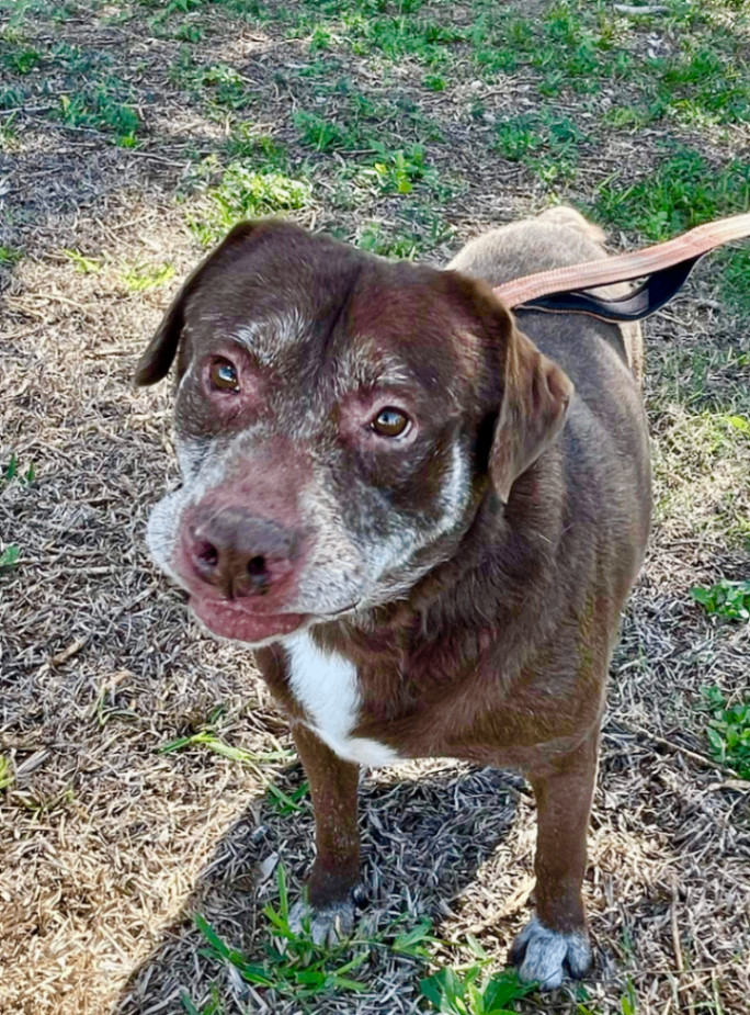 Floyd, a Adoptable mixed breed in Austin, TX image 4/5