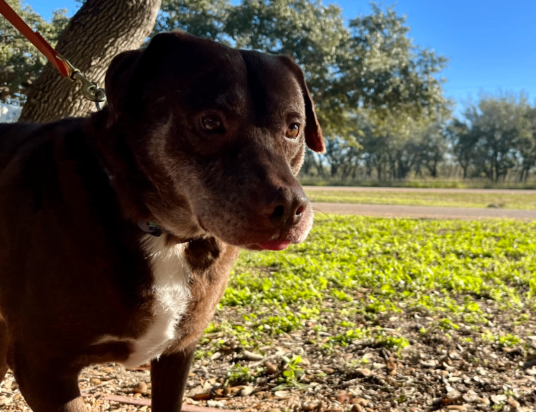 Floyd, a Adoptable mixed breed in Austin, TX image 5/5