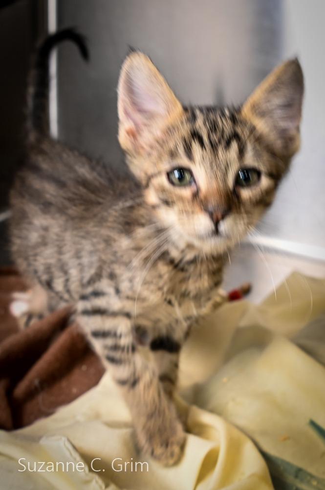 Maui, Adoptable, Kitten Male Domestic Short Hair.