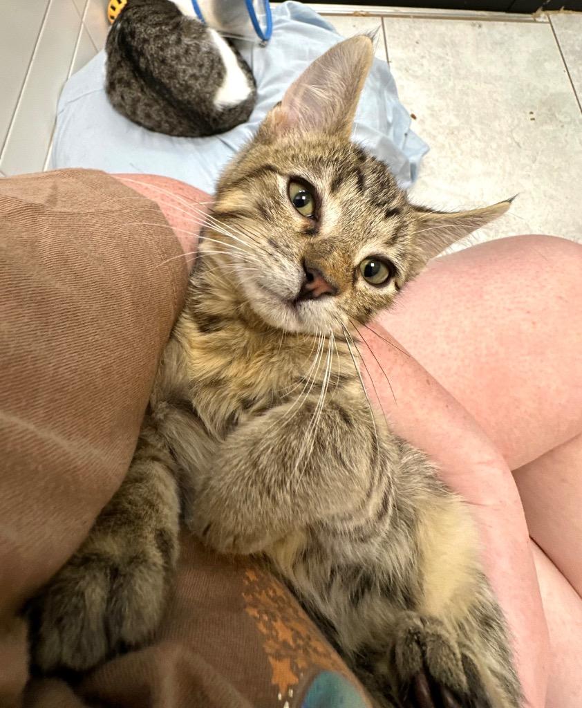 Maui, Adoptable, Kitten Male Domestic Short Hair.