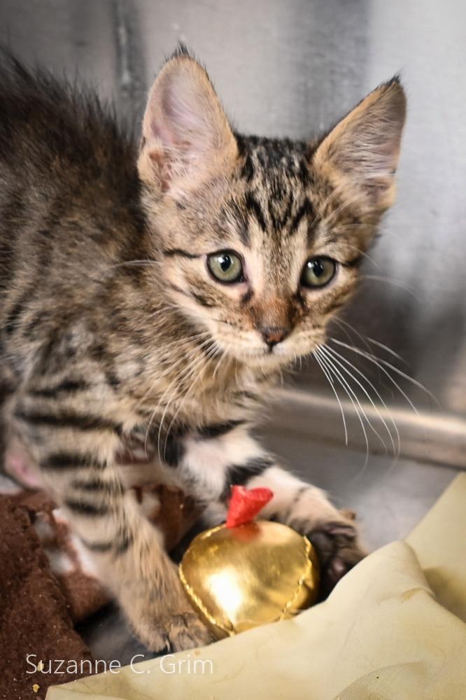 Enlarge Maui, a Adoptable mixed breed in New Orleans, LA image 2/3