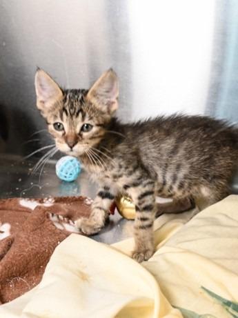 Enlarge Maui, a Adoptable mixed breed in New Orleans, LA image 3/3
