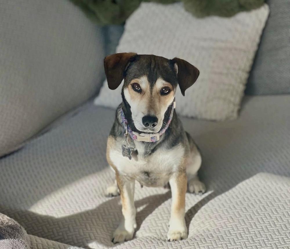 Enlarge Allie, a Adoptable mixed breed in Commerce City, CO image 2/6