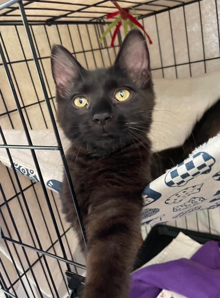 GusGus, a Adoptable mixed breed in Fort Oglethorpe, GA image 2/3