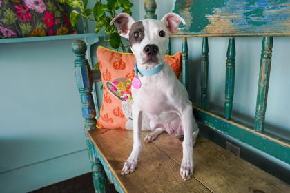 Elliot, adopted, Puppy Male Whippet & Mixed Breed.