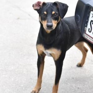 Duke, a Adoptable Miniature Pinscher in Calumet, MI image 1/5