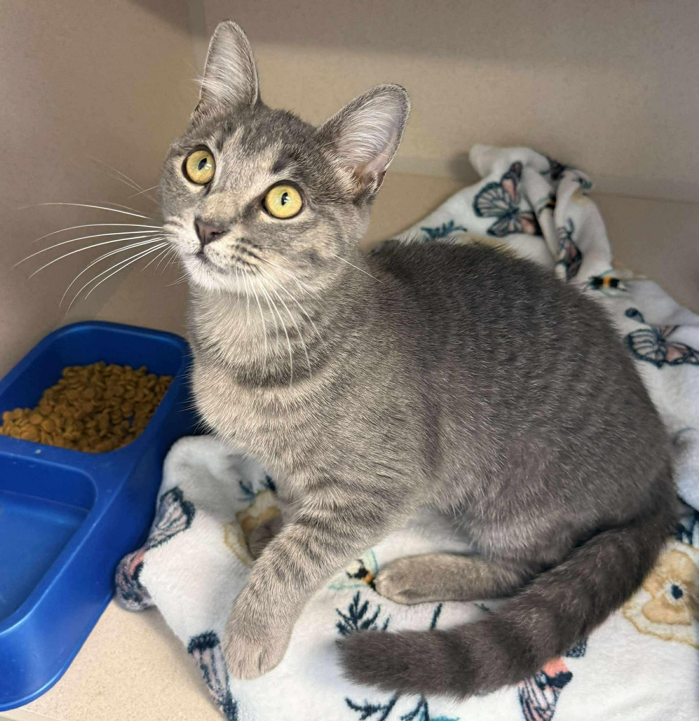 Grace is love snuggles and beauty in a silver polka dotted package! VIDEO, an adoptable Silver, Bengal in Bedford Hills, NY, 10507 | Photo Image 5