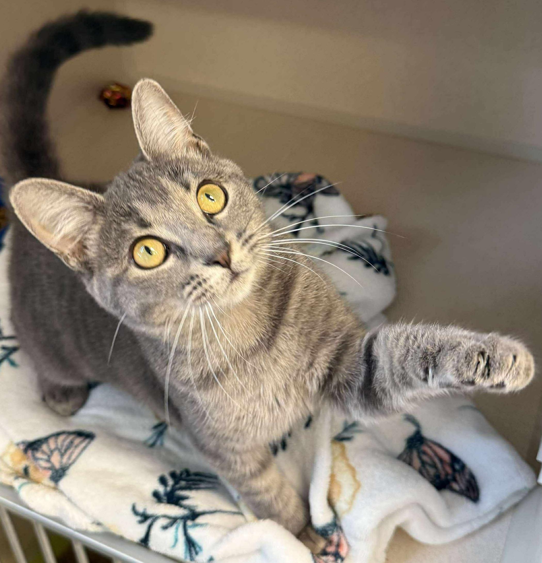 Grace is love snuggles and beauty in a silver polka dotted package! VIDEO, an adoptable Silver, Bengal in Bedford Hills, NY, 10507 | Photo Image 3