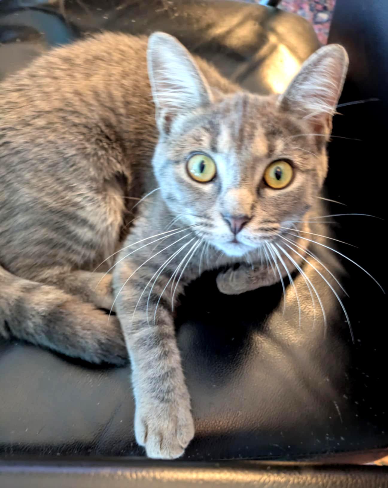 Grace is love snuggles and beauty in a silver polka dotted package! VIDEO, an adoptable Silver, Bengal in Bedford Hills, NY, 10507 | Photo Image 1