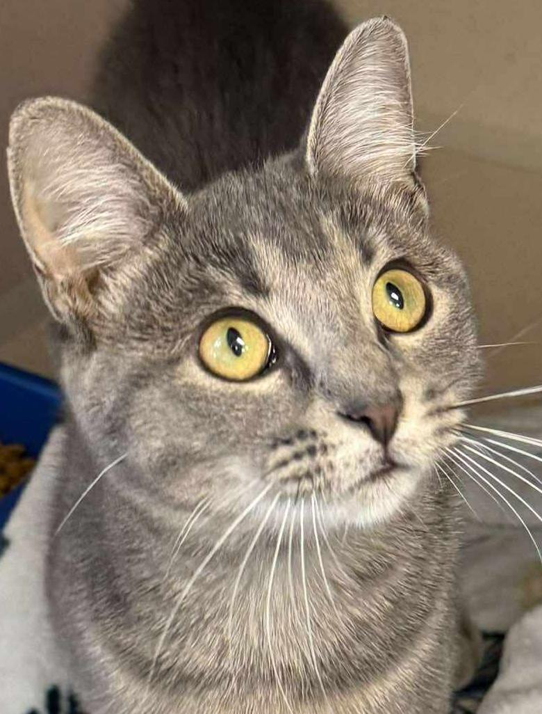 Grace is love snuggles and beauty in a silver polka dotted package! VIDEO, an adoptable Silver, Bengal in Bedford Hills, NY, 10507 | Photo Image 2