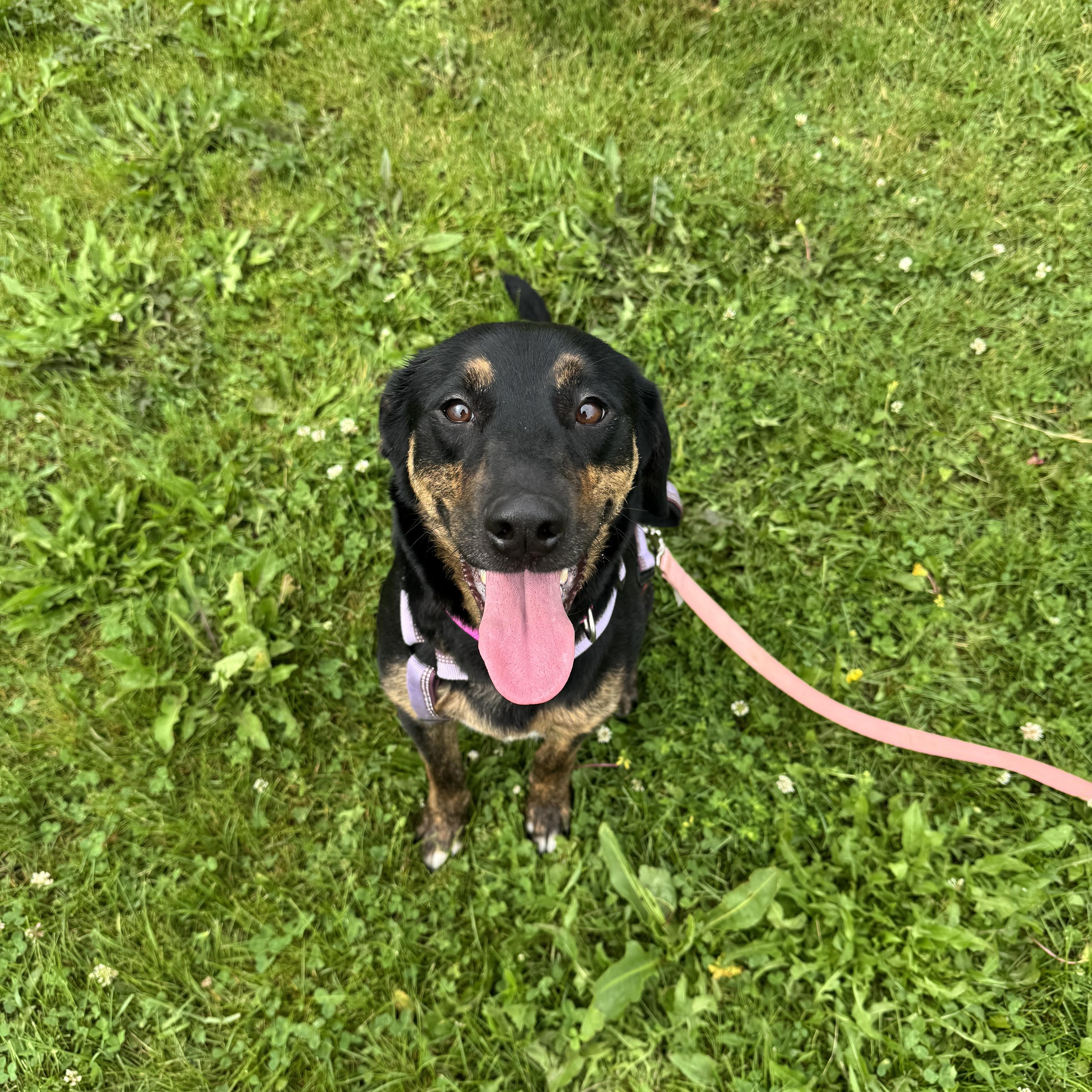 Bonnie, Adult Female Mixed Breed