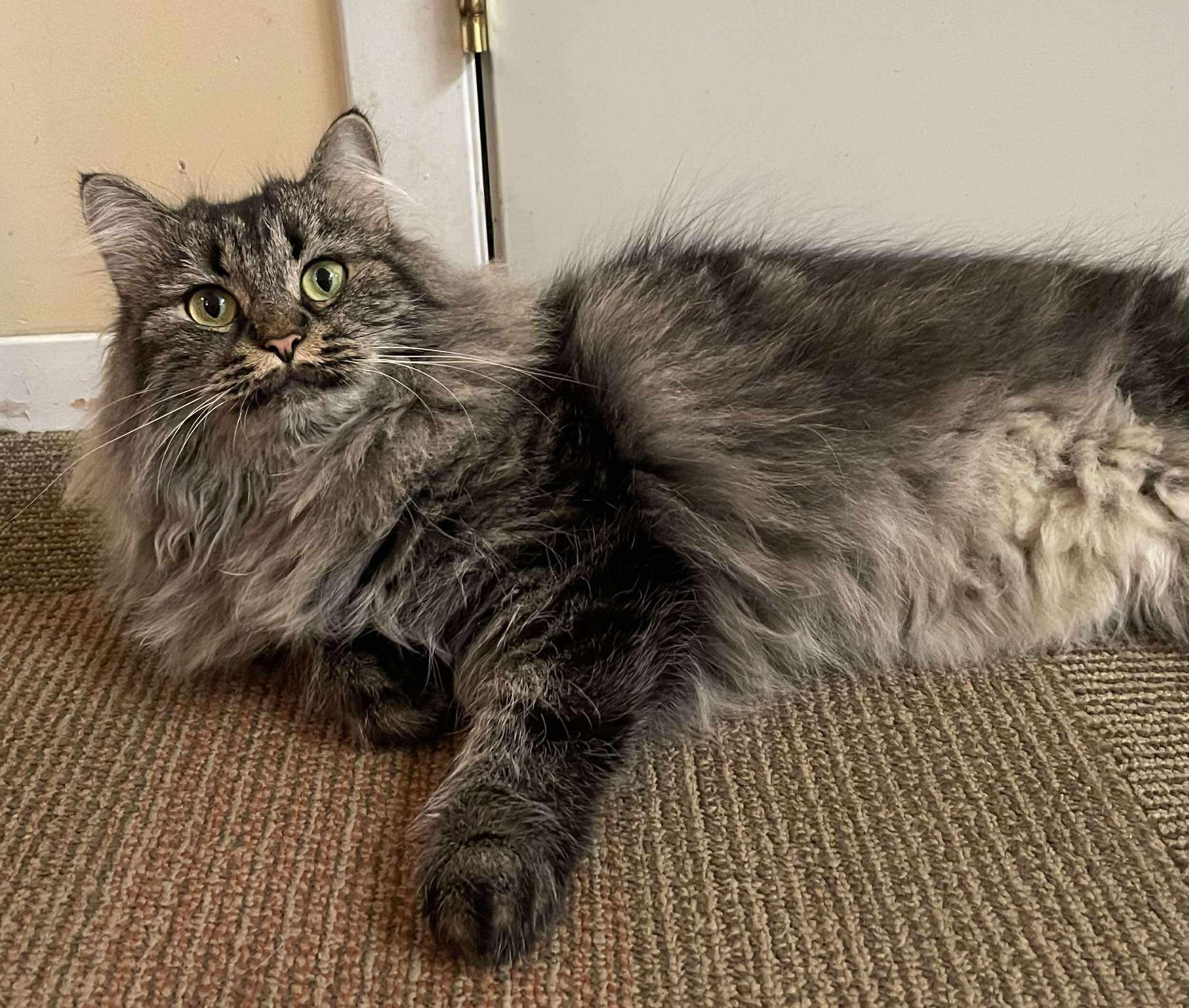 Ruby, a Adoptable Domestic Long Hair in Winnipeg, MB image 5/6