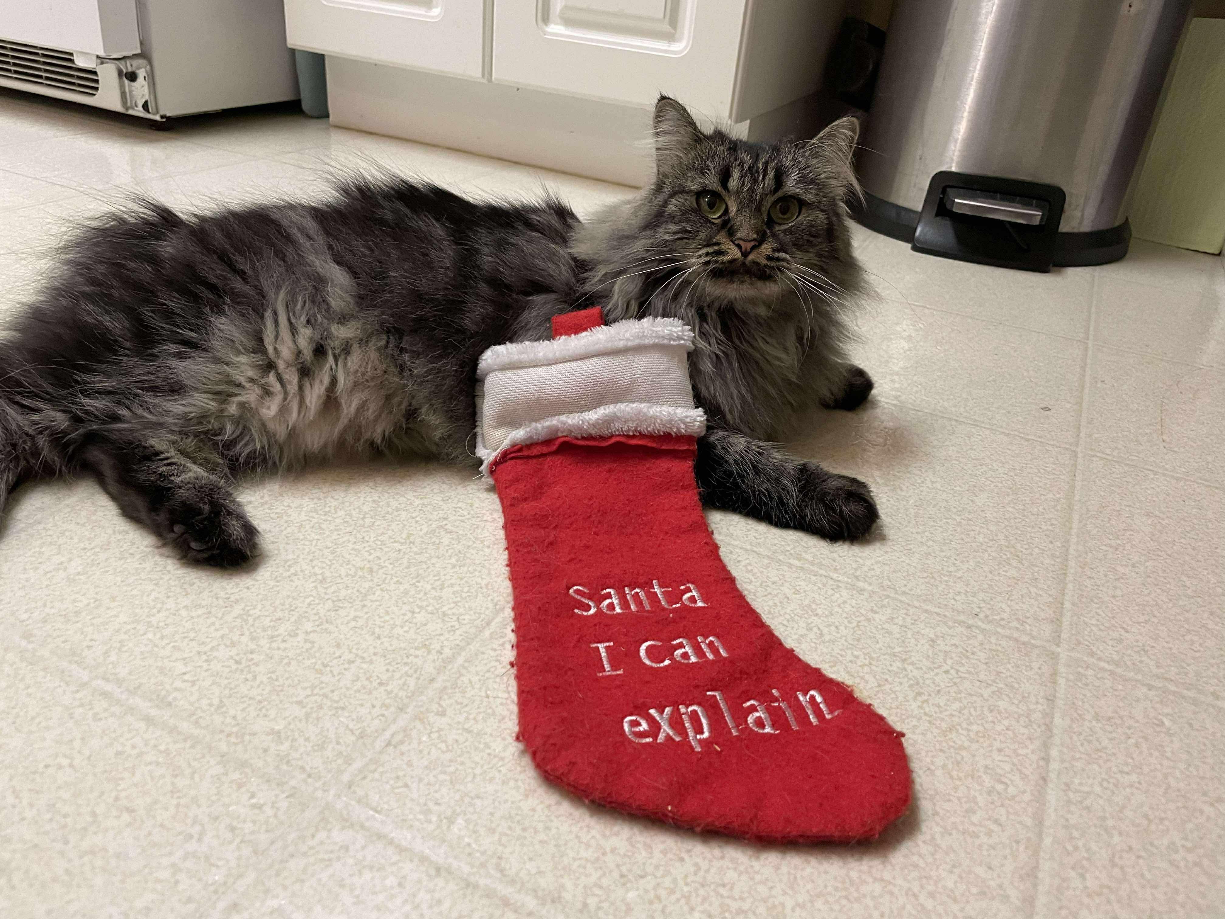 Ruby, a Adoptable Domestic Long Hair in Winnipeg, MB image 6/6