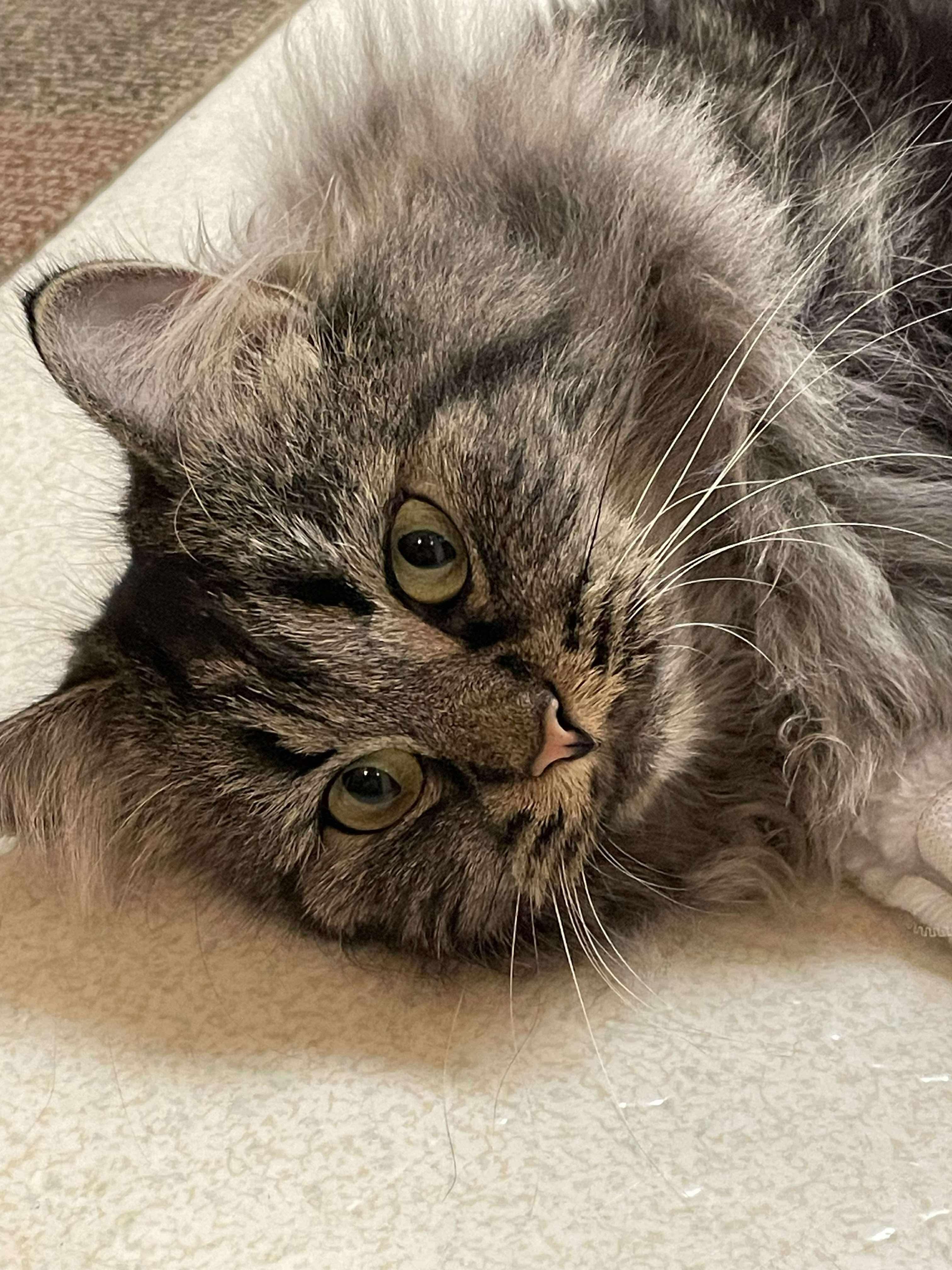 Ruby, a Adoptable Domestic Long Hair in Winnipeg, MB image 1/6