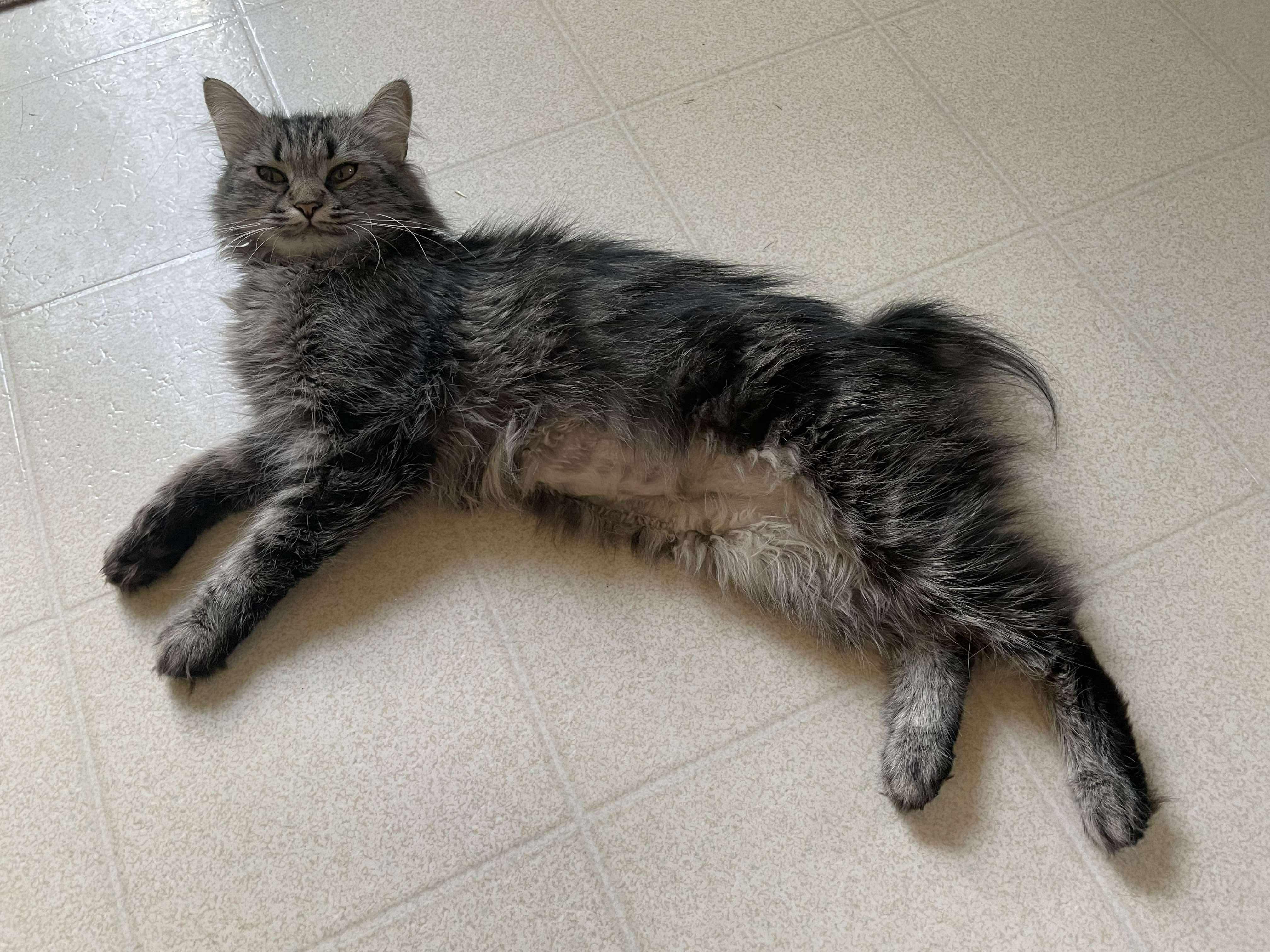 Ruby, a Adoptable Domestic Long Hair in Winnipeg, MB image 2/6