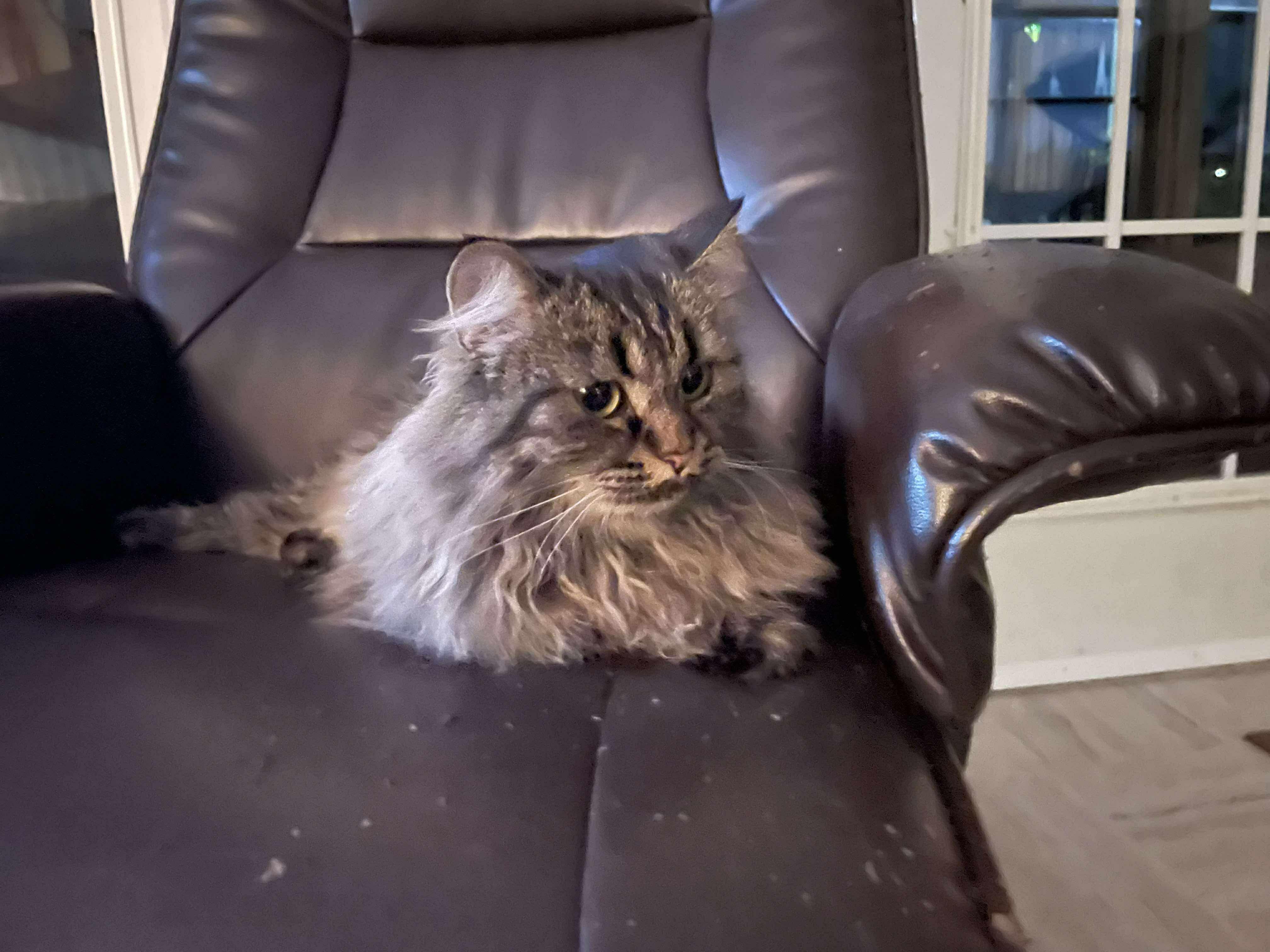 Ruby, a Adoptable Domestic Long Hair in Winnipeg, MB image 3/6