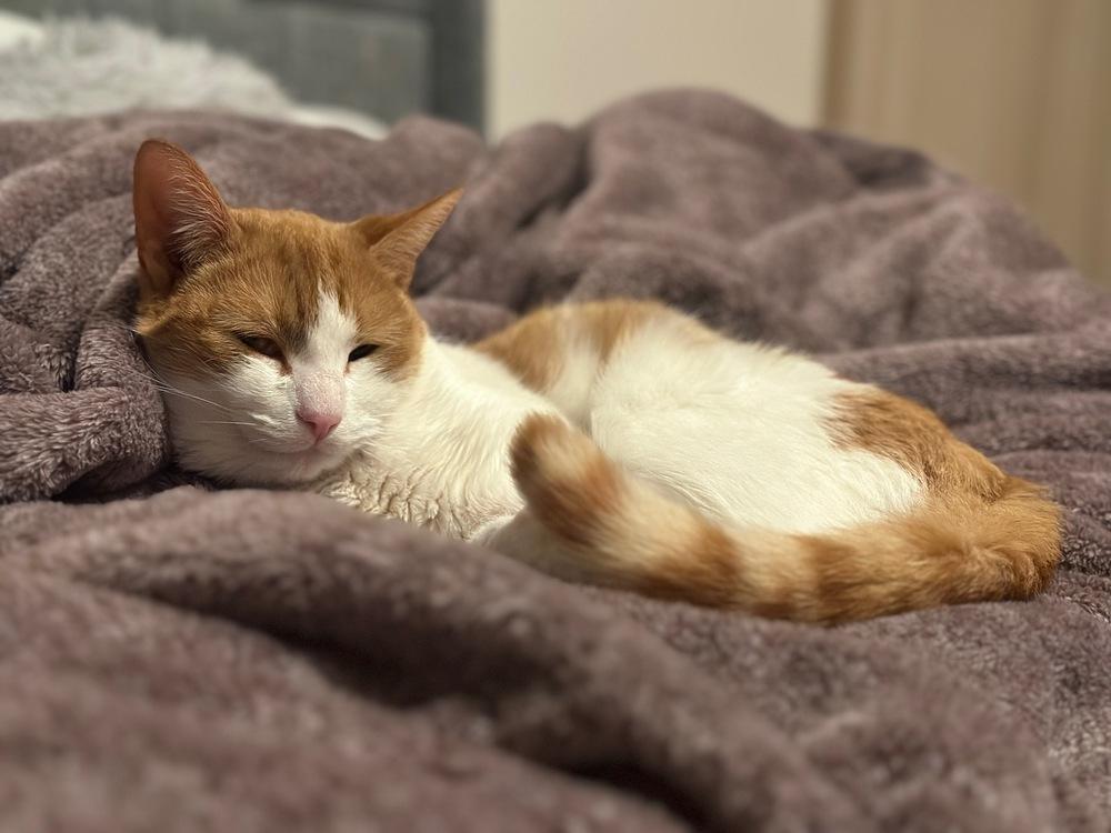 Enlarge Dorito, a Adoptable American Shorthair in Westwood, NJ image 1/2