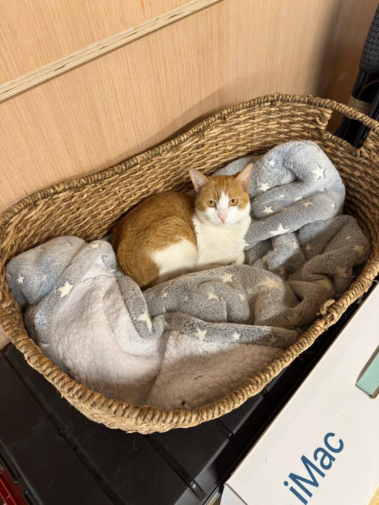 Enlarge Dorito, a Adoptable American Shorthair in Westwood, NJ image 2/2