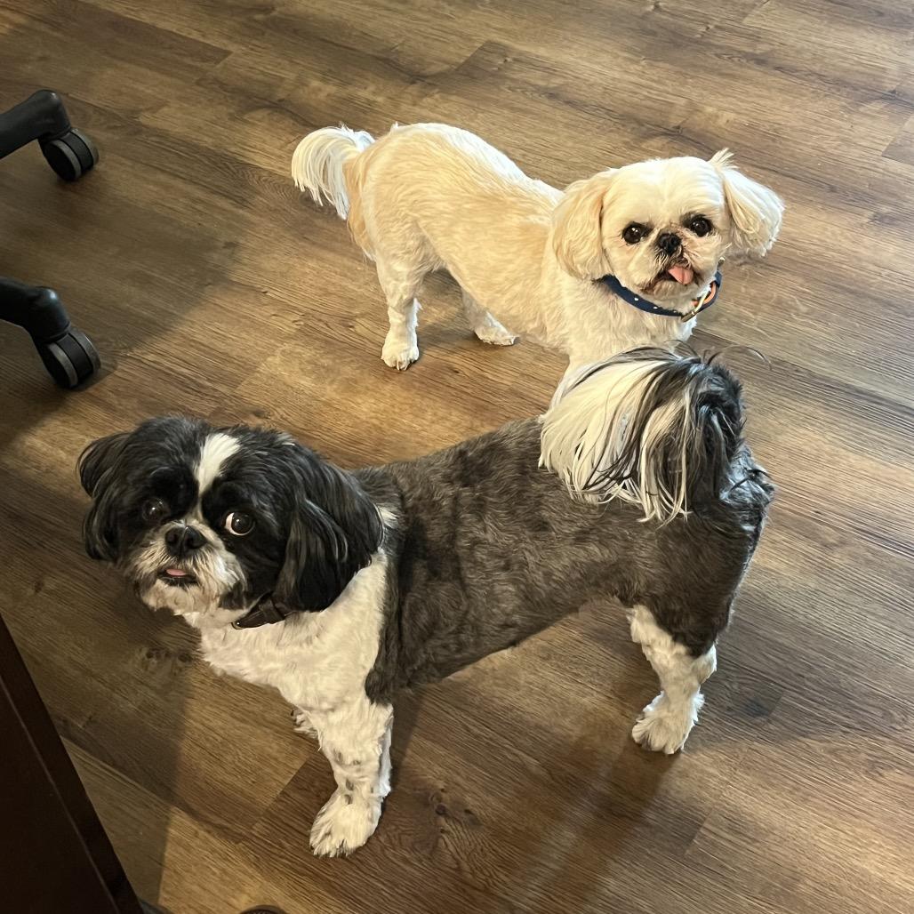 Enlarge Spud, a Adoptable Shih Tzu in Sacramento, CA image 1/3