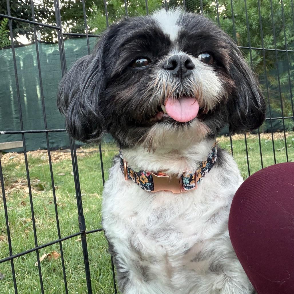 Enlarge Spud, a Adoptable Shih Tzu in Sacramento, CA image 2/3