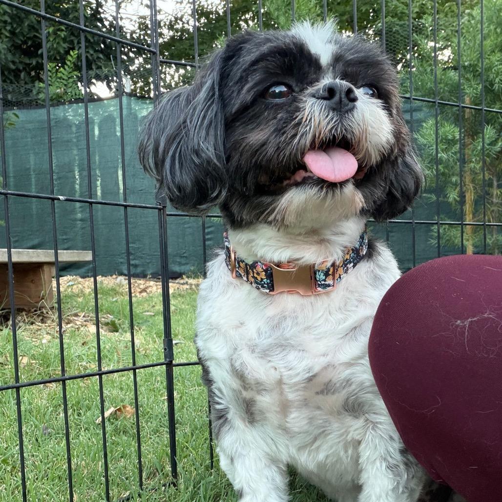 Enlarge Spud, a Adoptable Shih Tzu in Sacramento, CA image 3/3