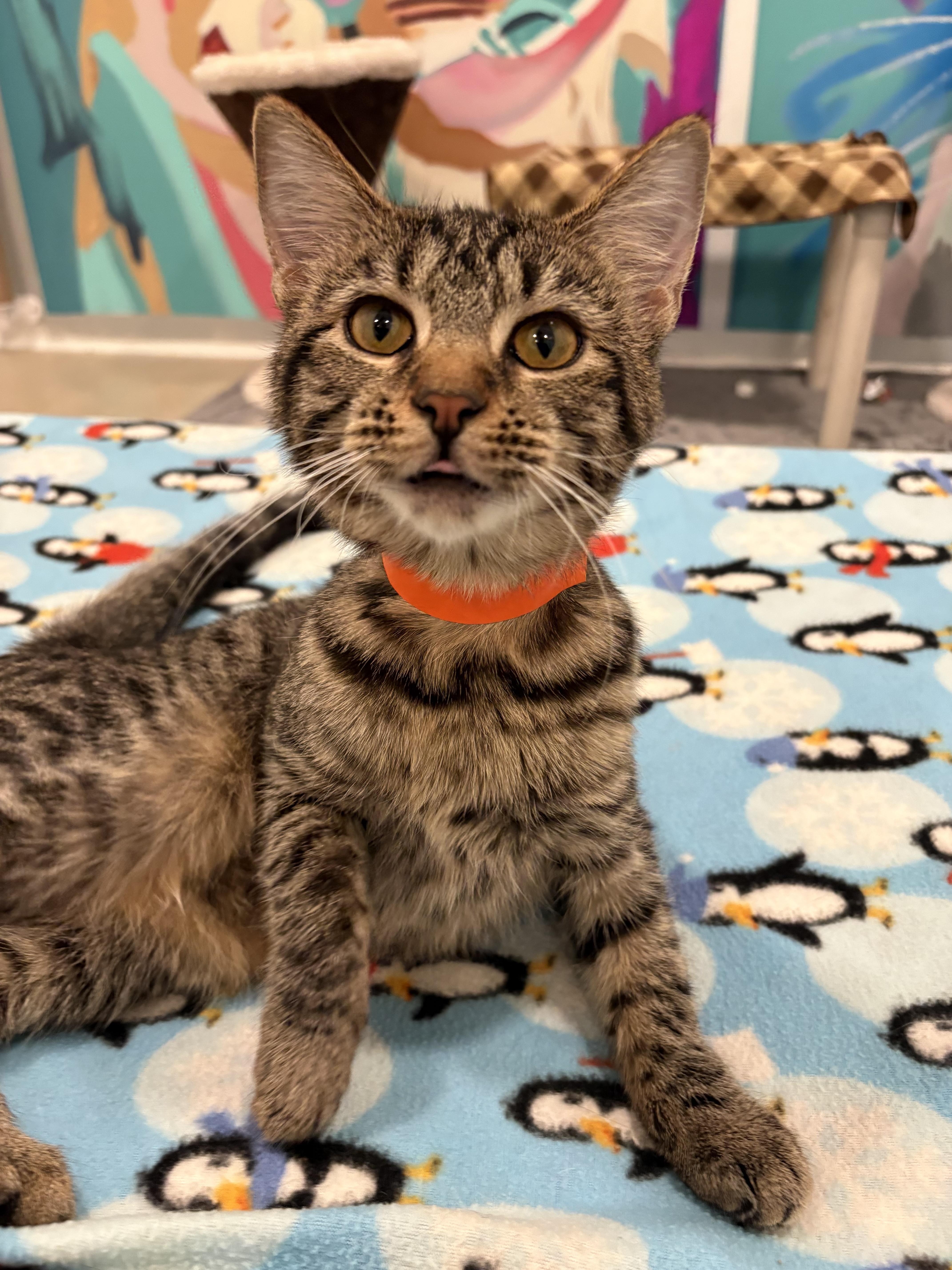 Bertha, Adoptable, Young Female Domestic Short Hair.