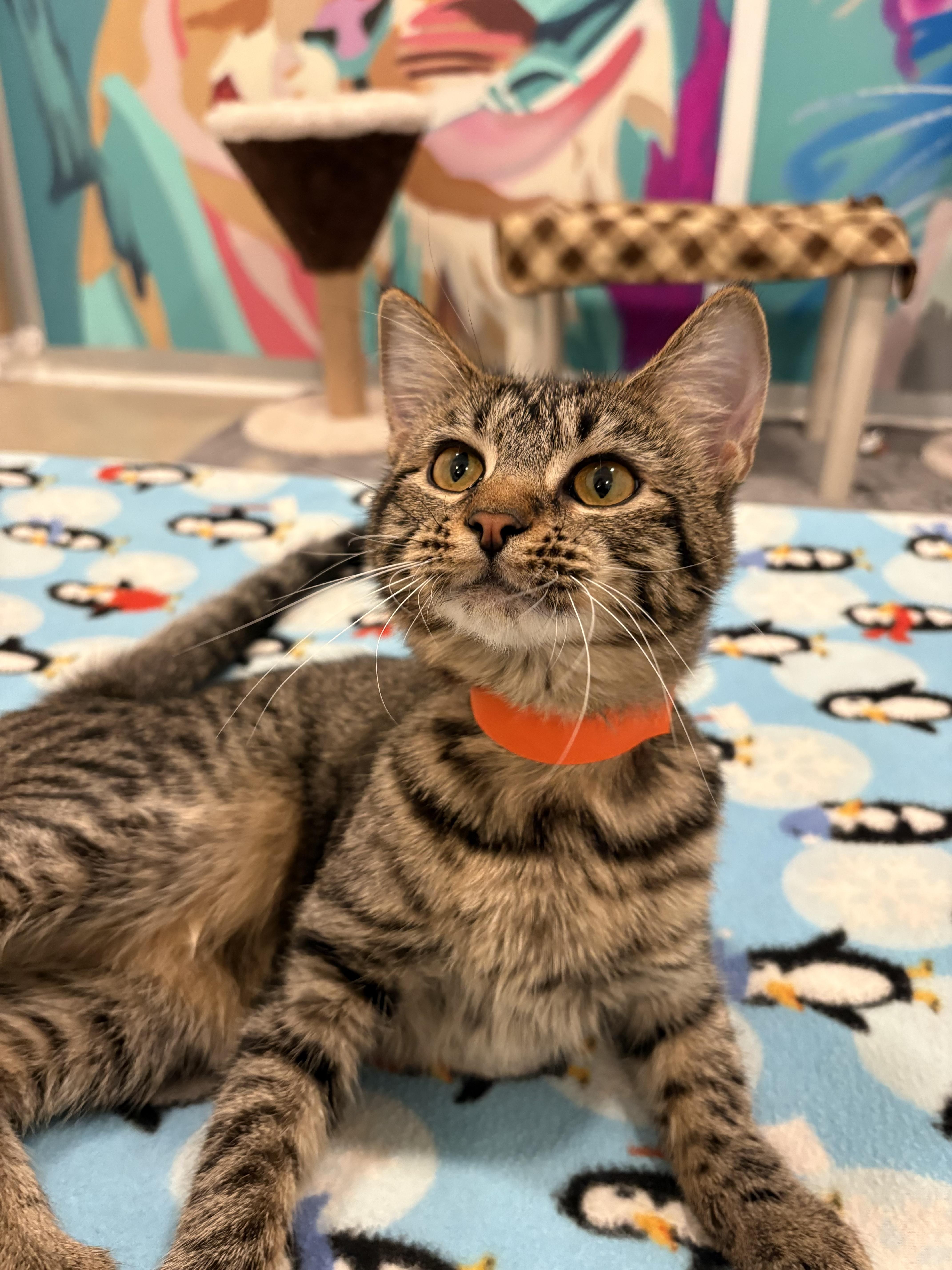 Enlarge Bertha, a Adoptable Domestic Short Hair in Chicago, IL image 2/4