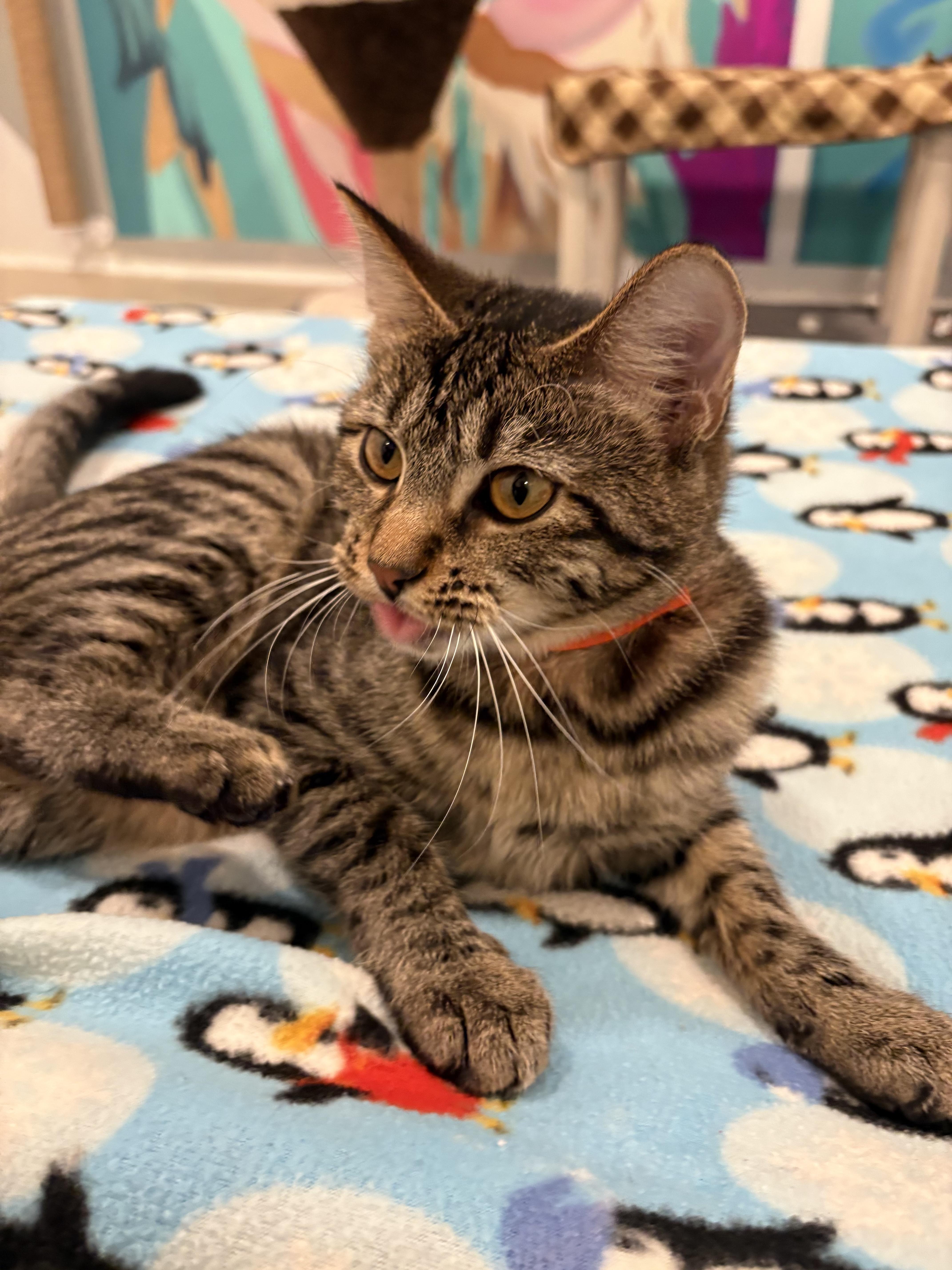 Enlarge Bertha, a Adoptable Domestic Short Hair in Chicago, IL image 3/4