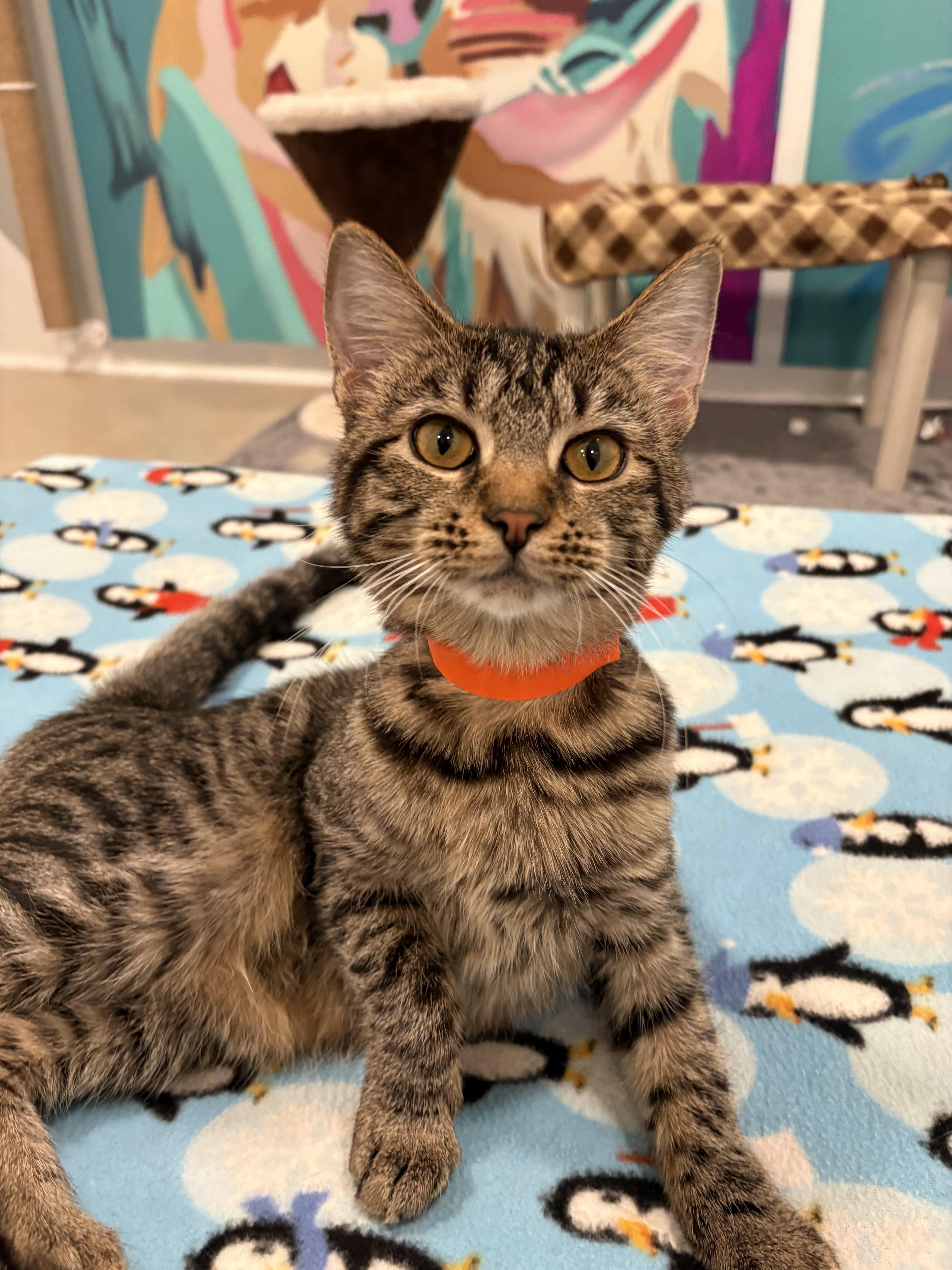 Enlarge Bertha, a Adoptable Domestic Short Hair in Chicago, IL image 4/4