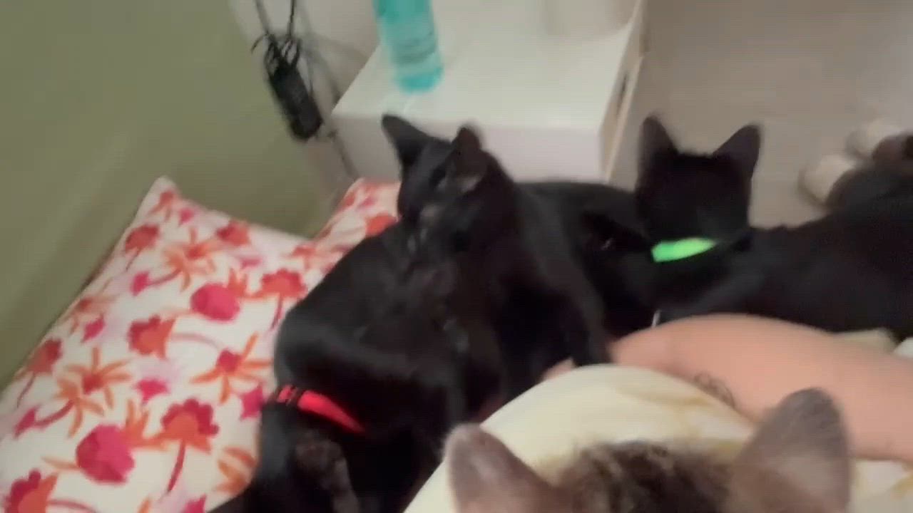 Enlarge Boris Karloff, a Adoptable mixed breed in Albuquerque, NM video 3/3