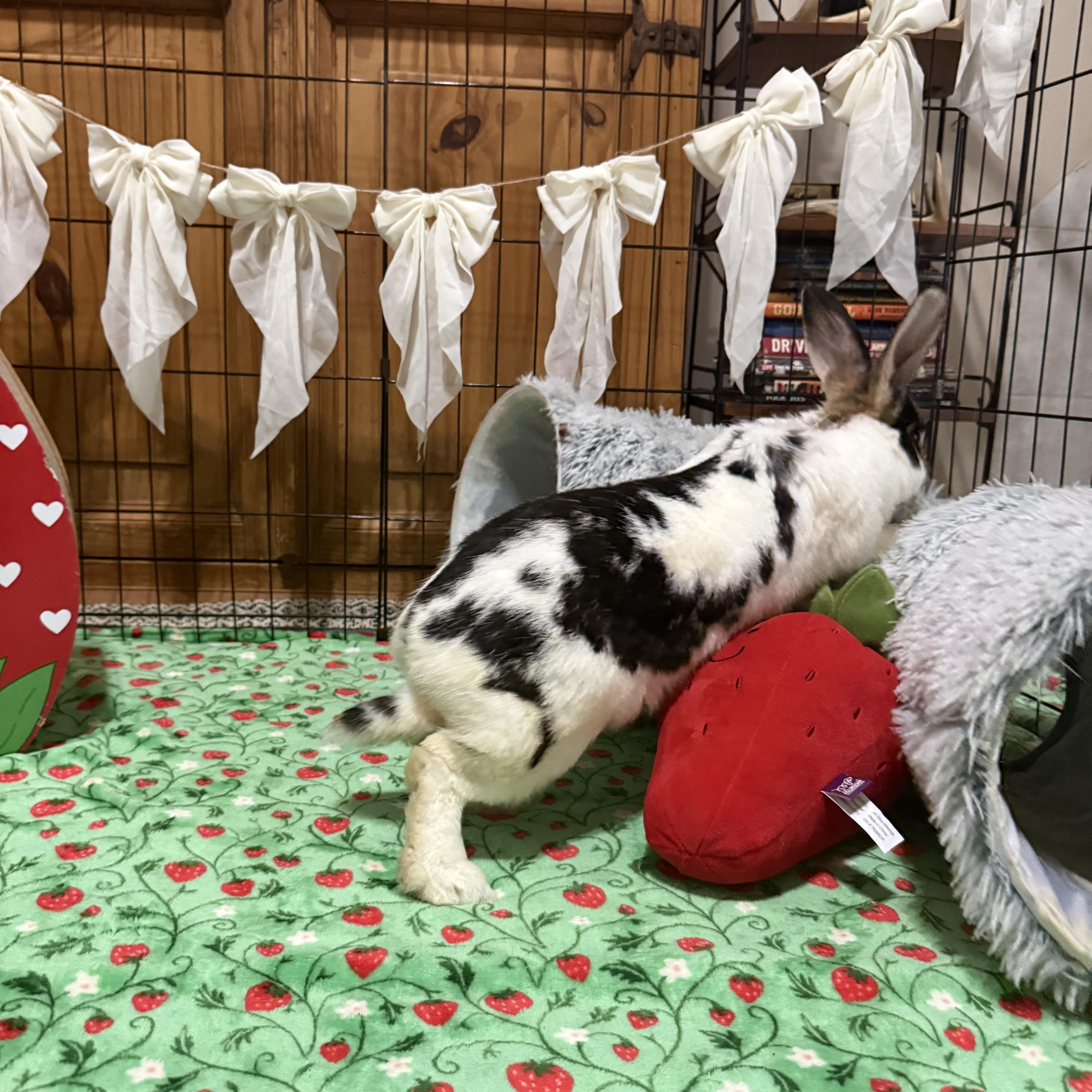 Enlarge Domino, a ADOPTABLE mixed breed in Little Rock, AR image 2/6