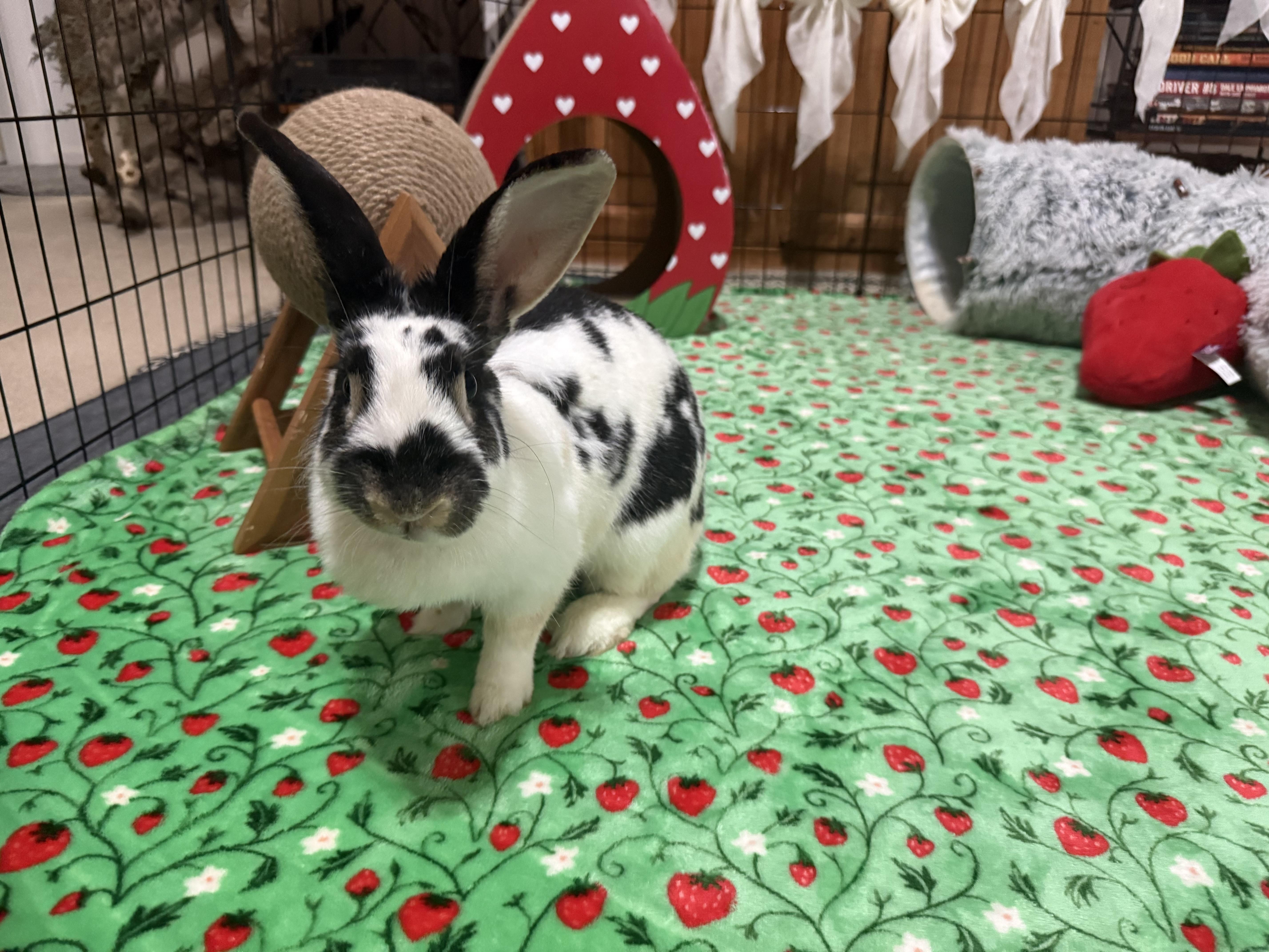 Enlarge Domino, a ADOPTABLE mixed breed in Little Rock, AR image 4/6
